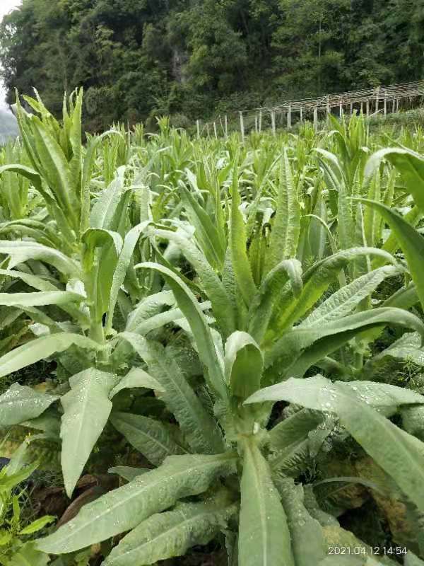 [贡菜批发] 新鲜贡菜价格1500元/吨 - 惠农网