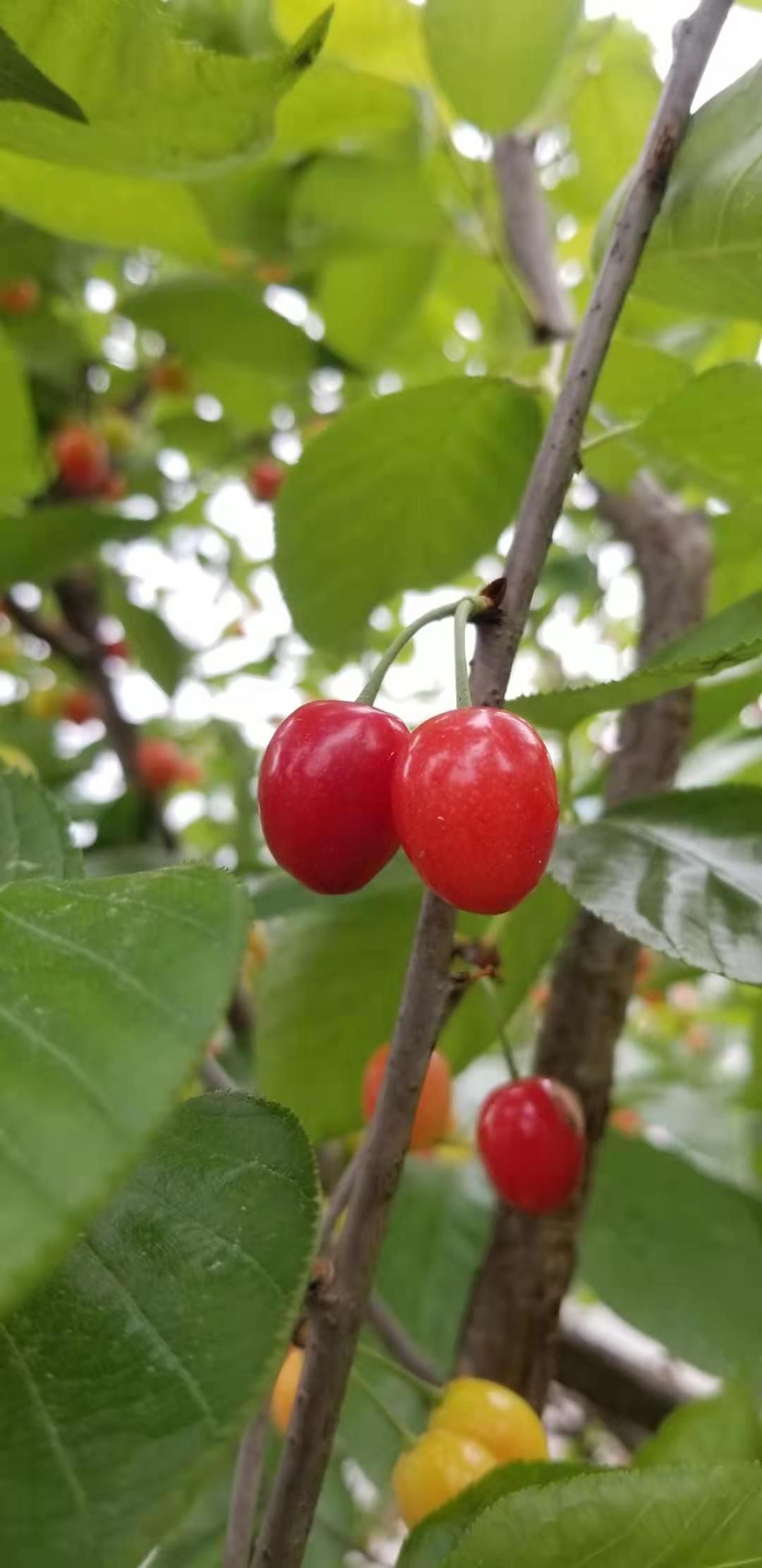 纳雍总溪河玛瑙红樱桃