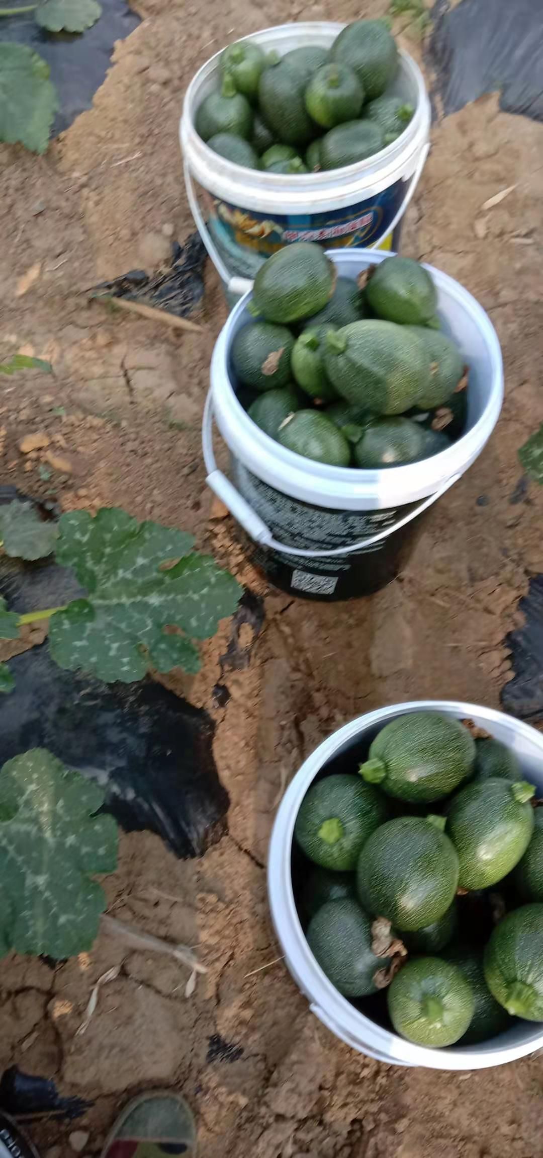 绿皮西葫芦 露天小圆瓜昆明