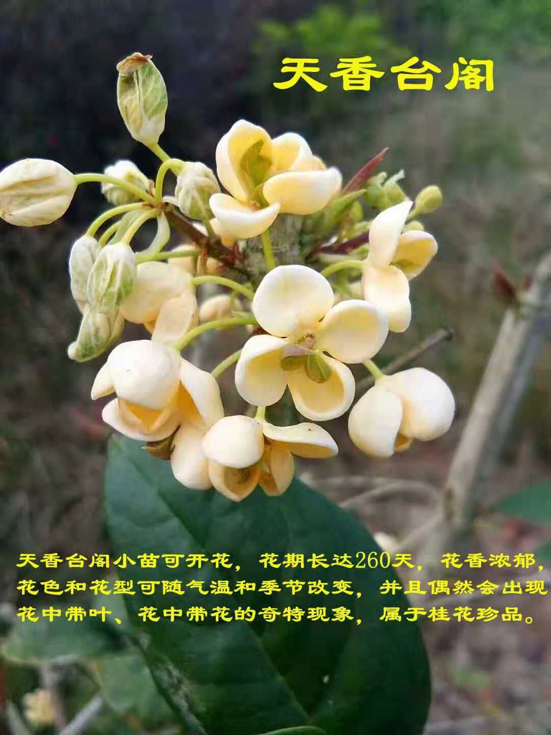 天香台阁桂花苗日香桂花苗扦插苗四季桂中花期最长的品种
