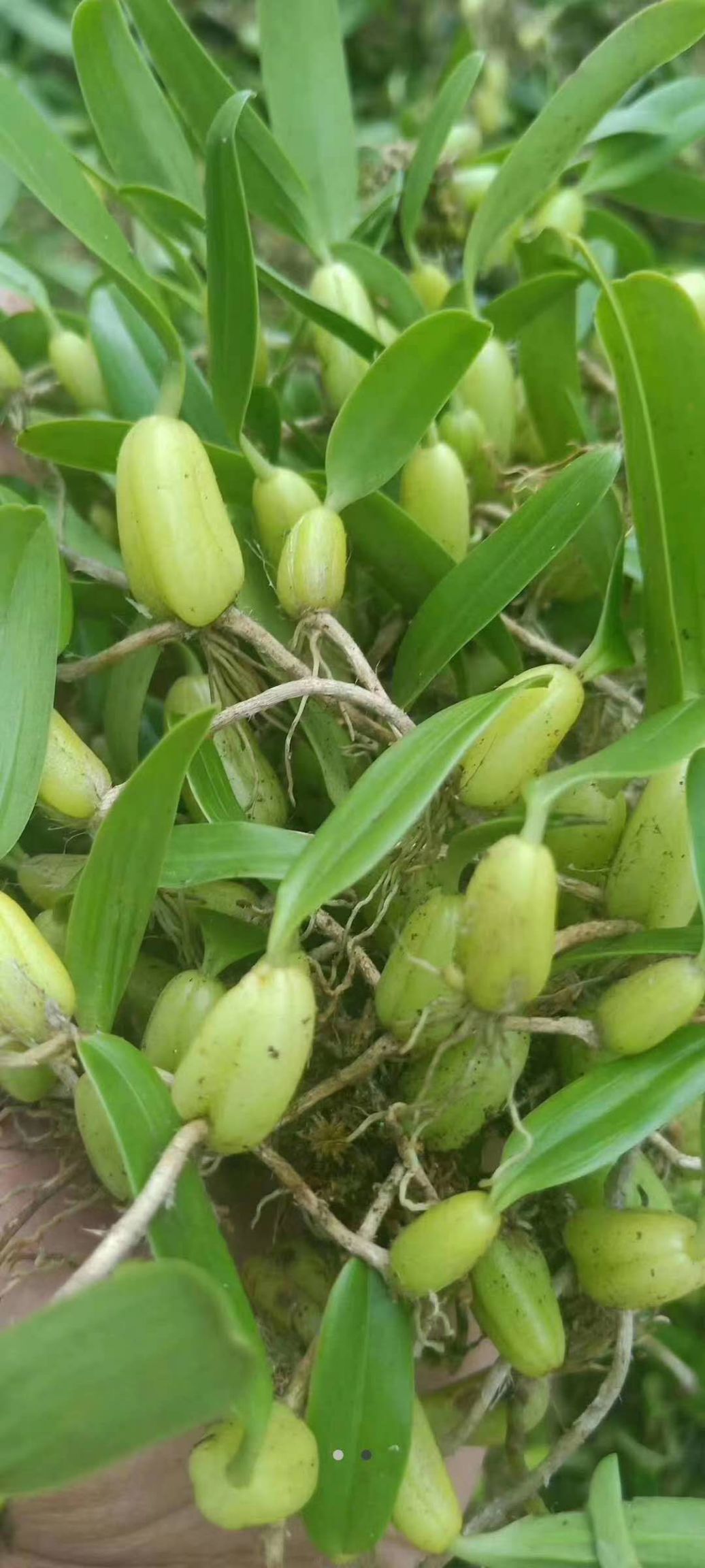 云南维西傈僳族自治县麦穗石豆兰 石豆