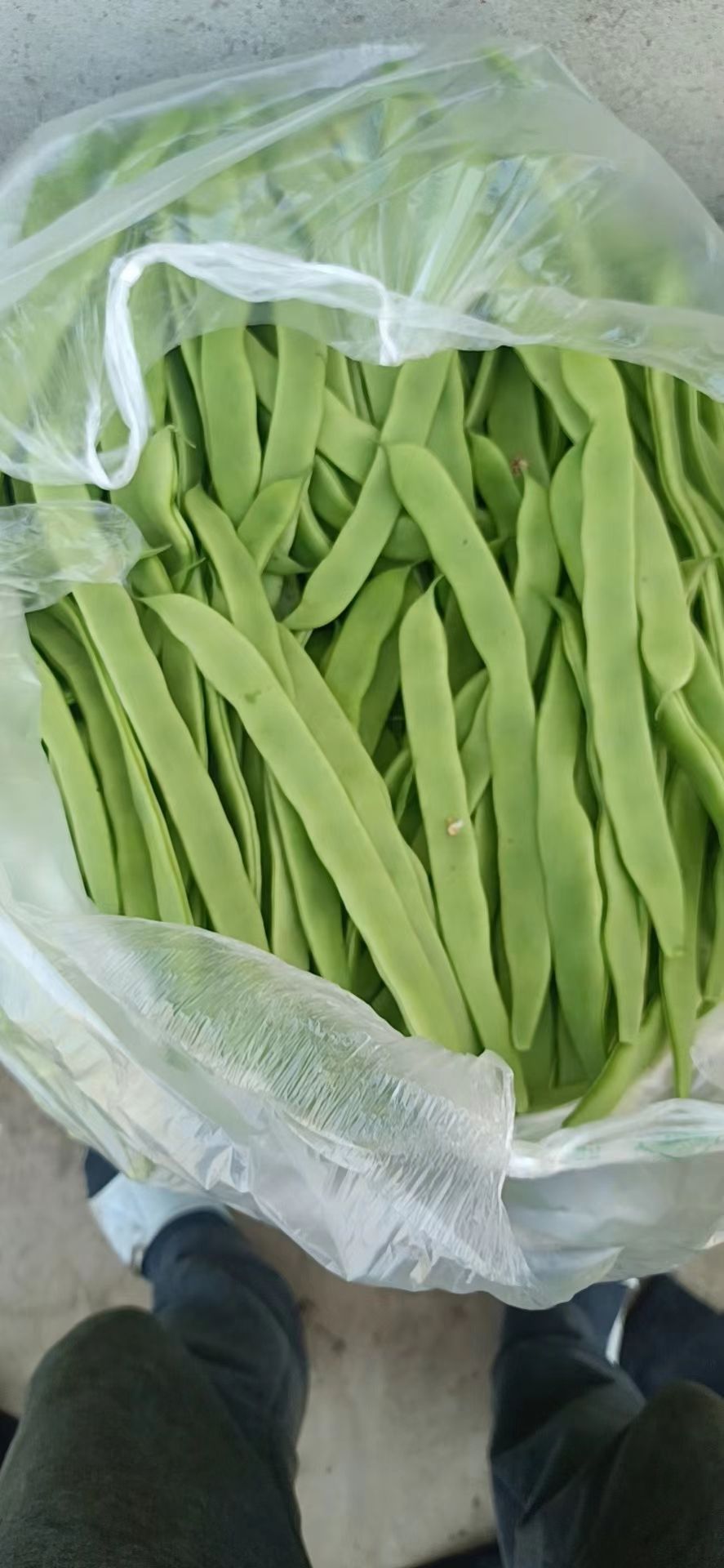 绿扁豆
