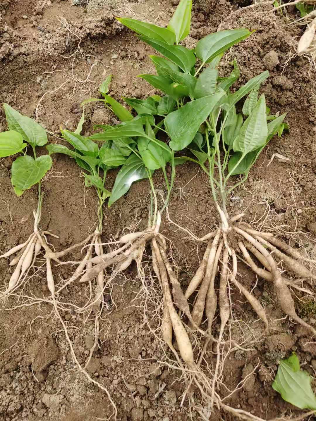 贵州晴隆县高产露天云南对叶百部苗 基地直供带技术指导 易管理