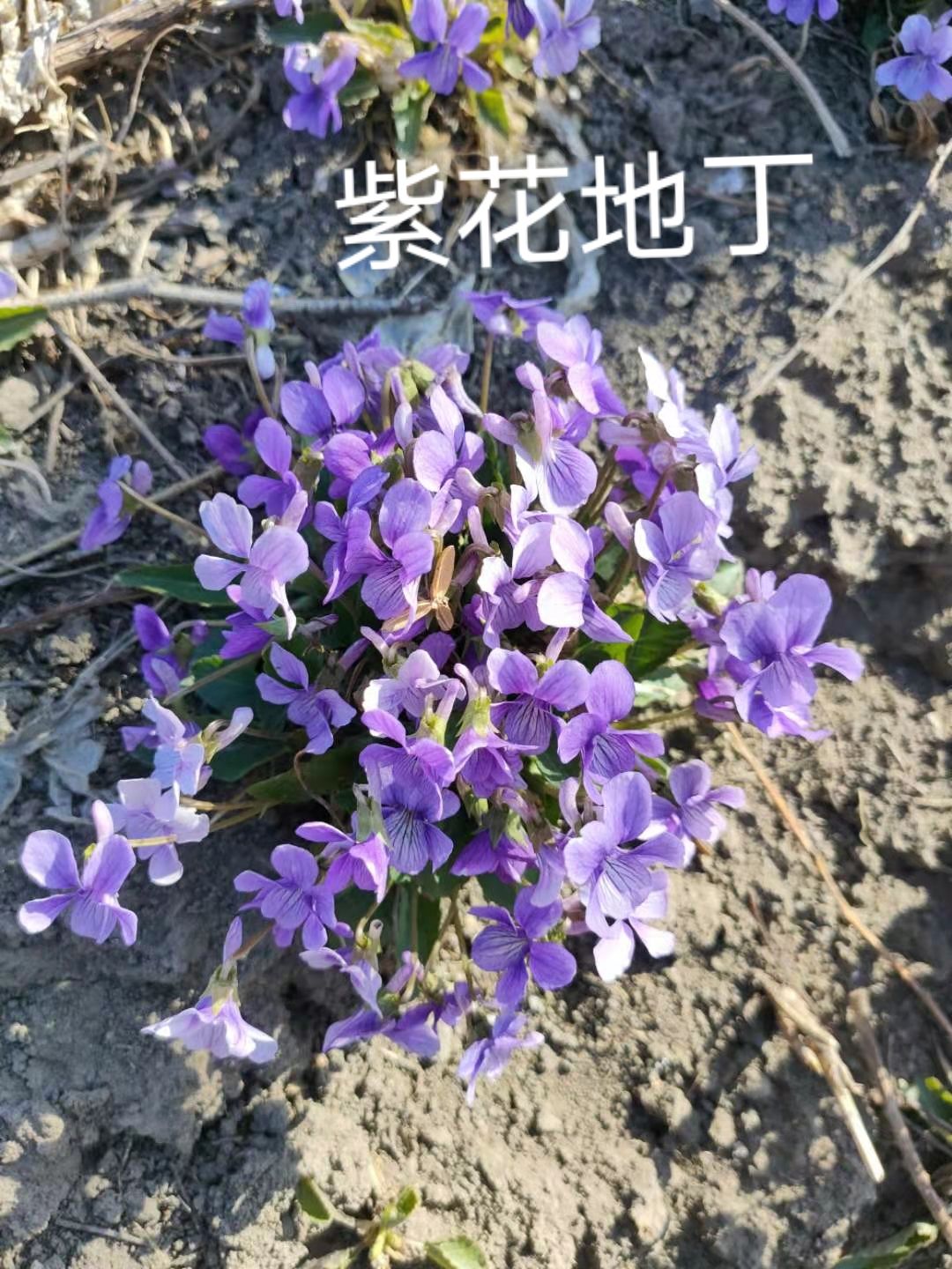 紫花地丁