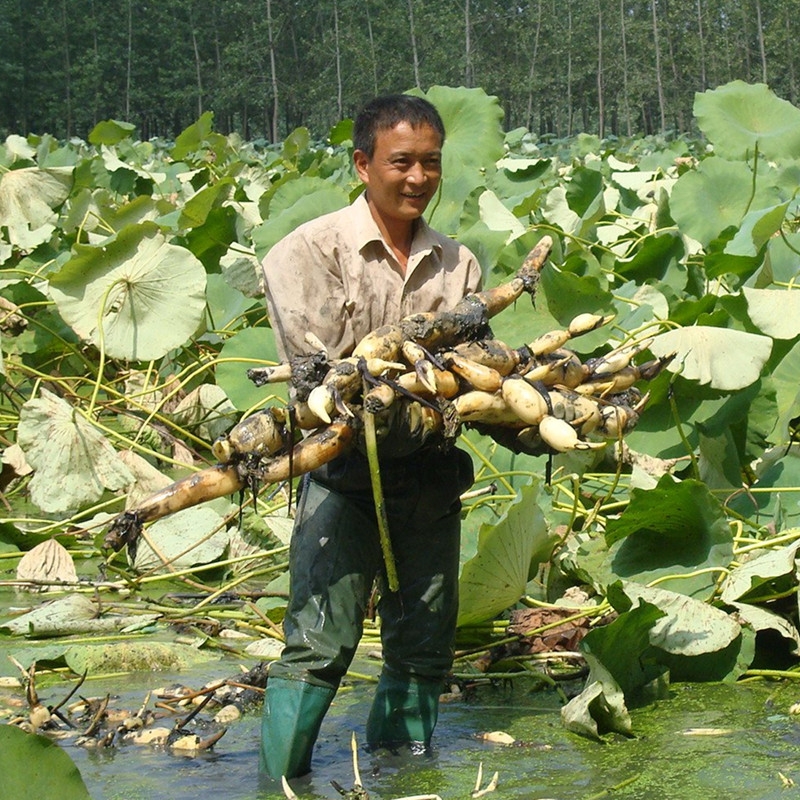 鄂莲9号巨无霸食用莲藕种苗炒吃脆煲汤粉藕大型莲藕藕苗种子包邮