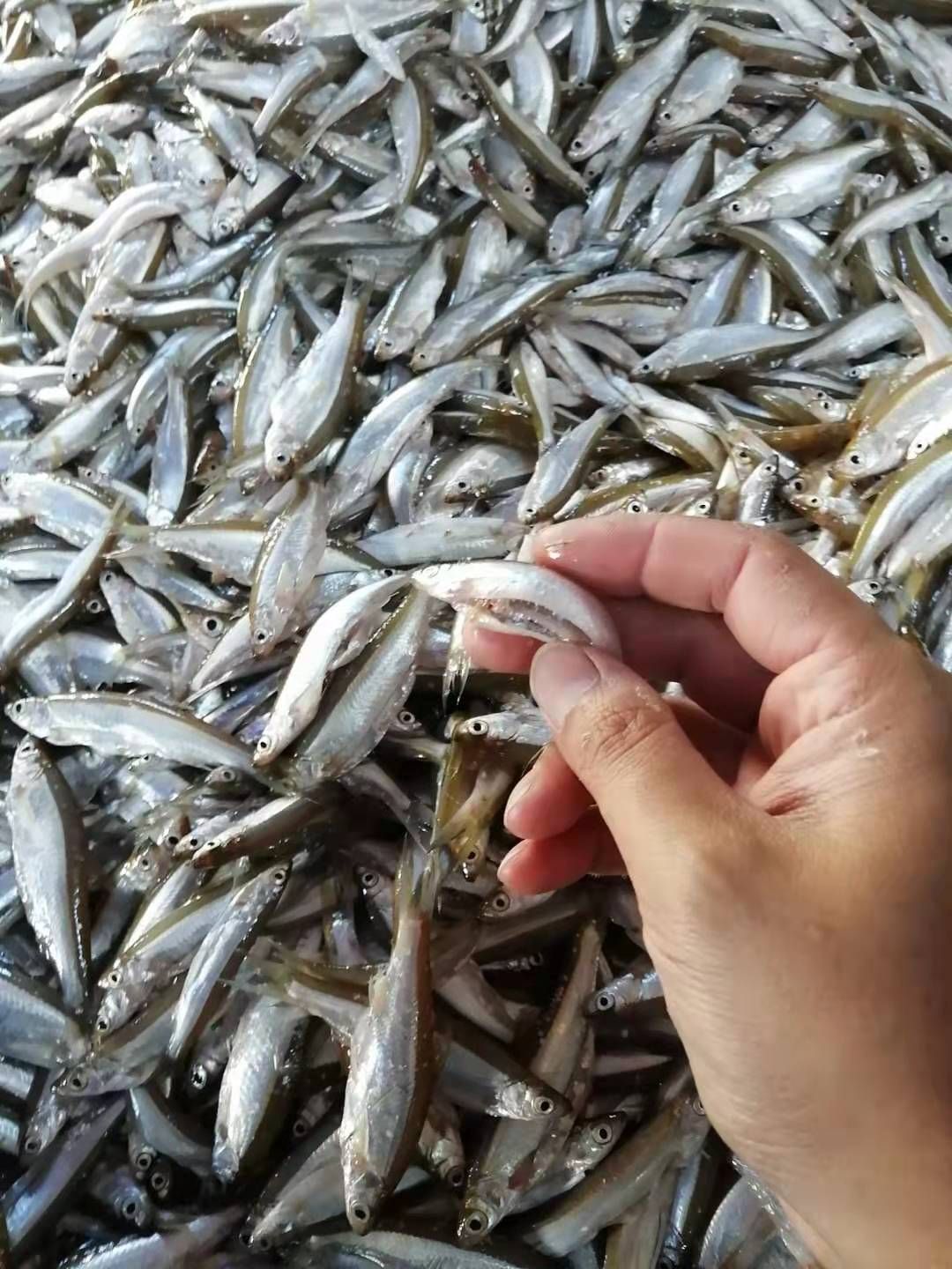 白 白鱼 白肖鱼 小白条 鱼干 干鱼 刁子鱼油炸开肚海南产地直销
