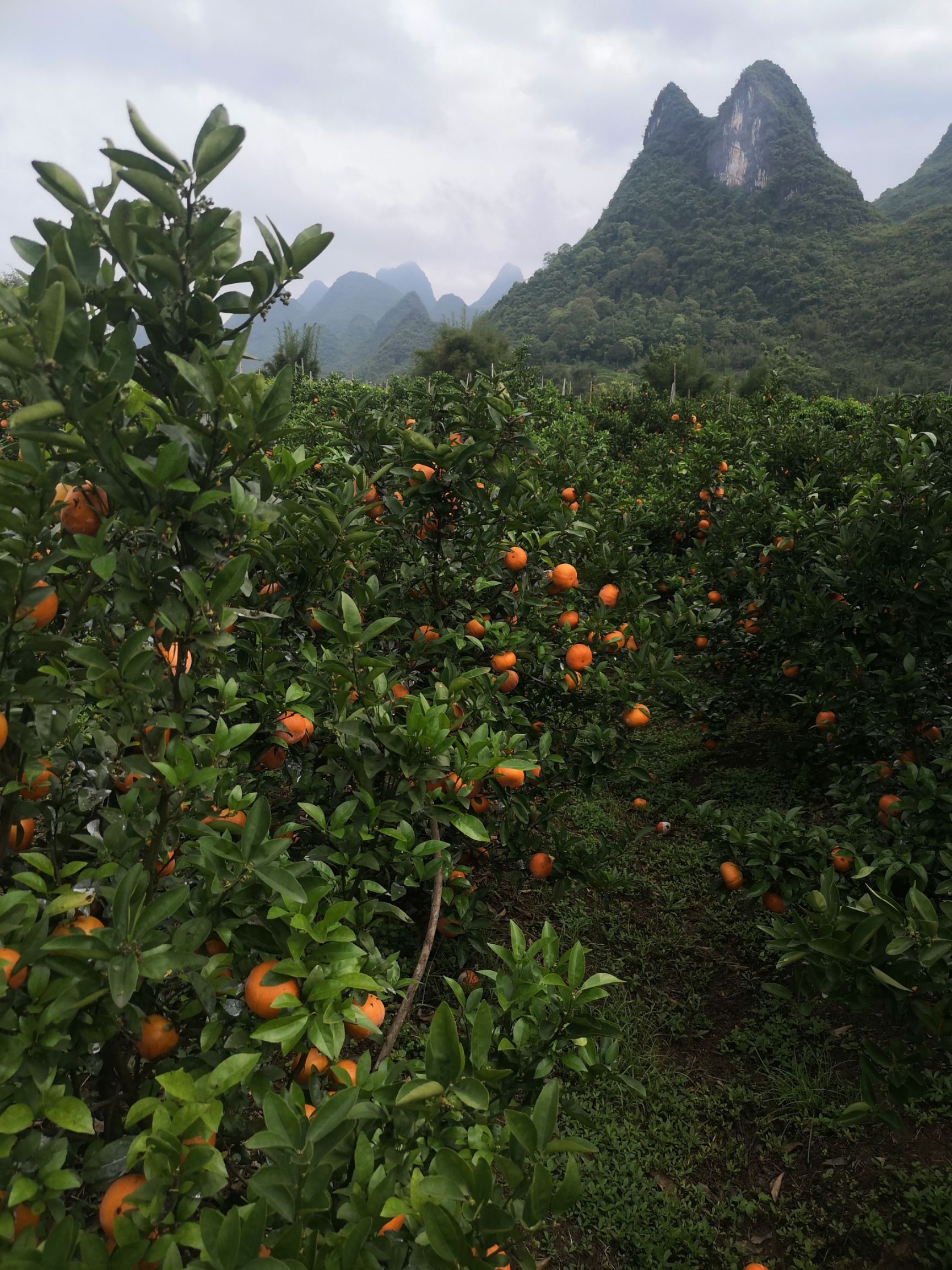 品种名:茂谷柑 产地:广西壮族自治区桂林市平乐县 货品等级