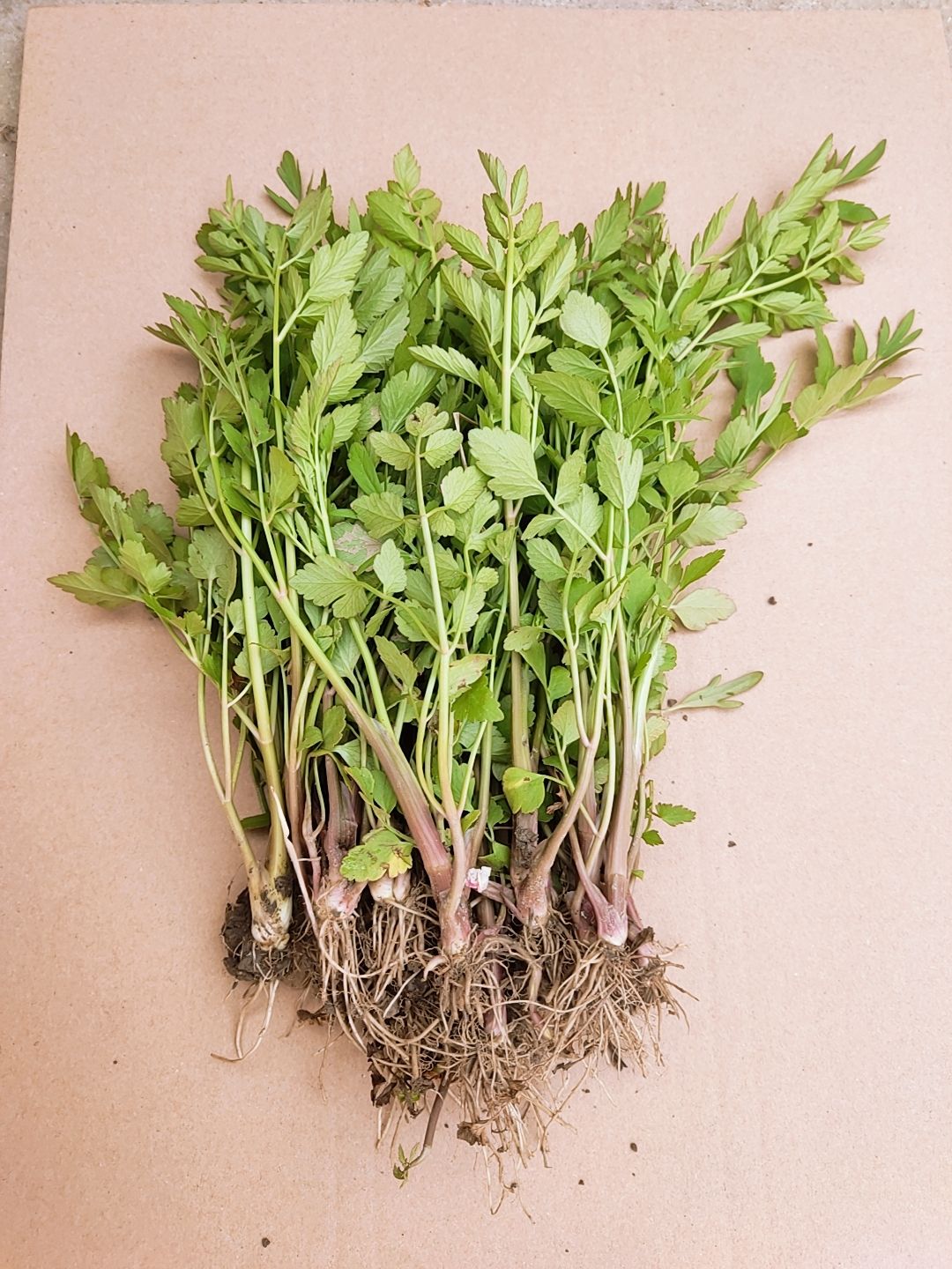 生水芹菜苗 紫根根茎 新鲜时令蔬菜 裹泥带根发货