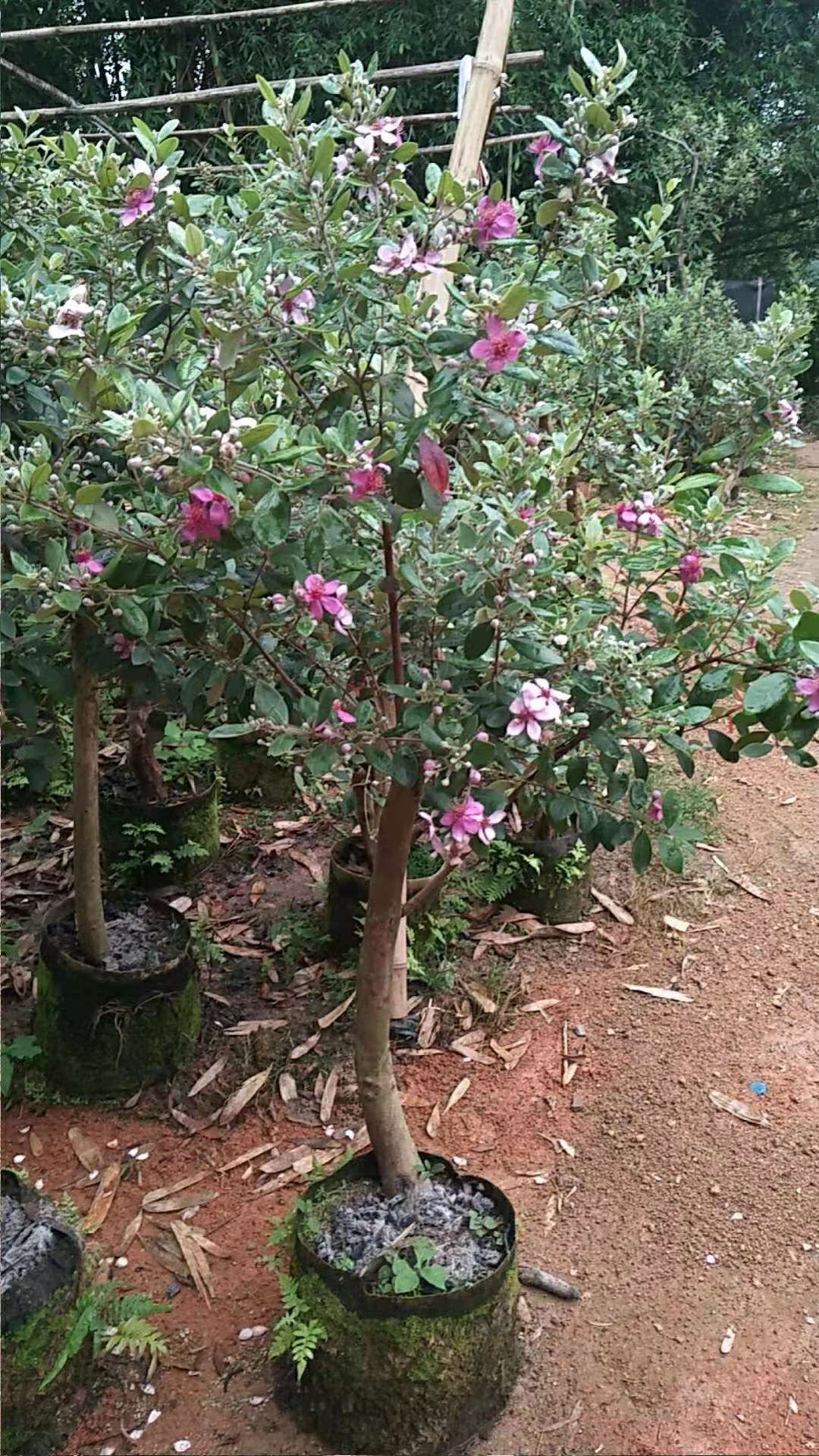 桃金娘苗 桃金娘绿植盆栽果苗,花期到了