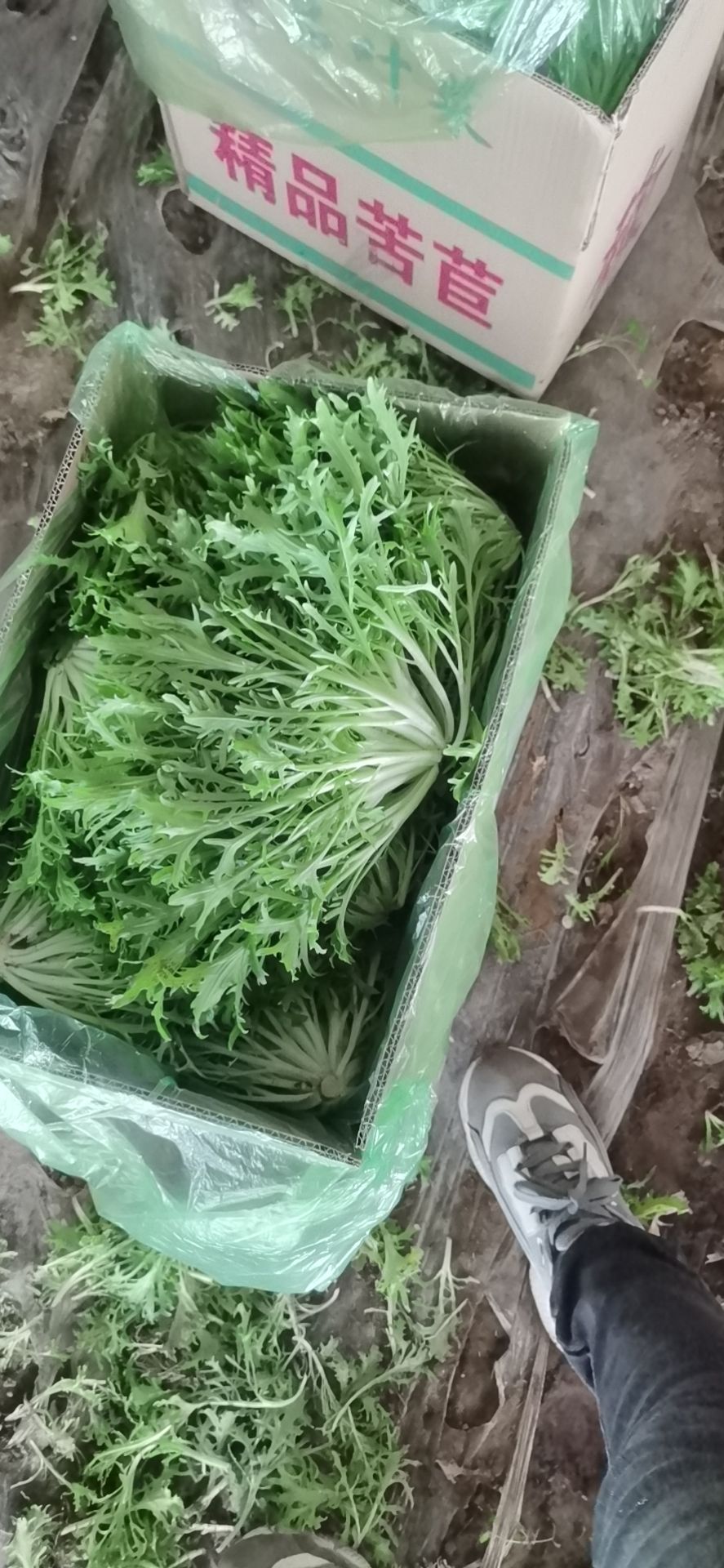 苦荬菜
