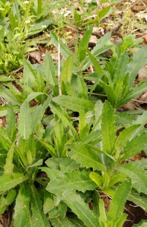 小蓟草 生小蓟大蓟刺儿菜青青菜