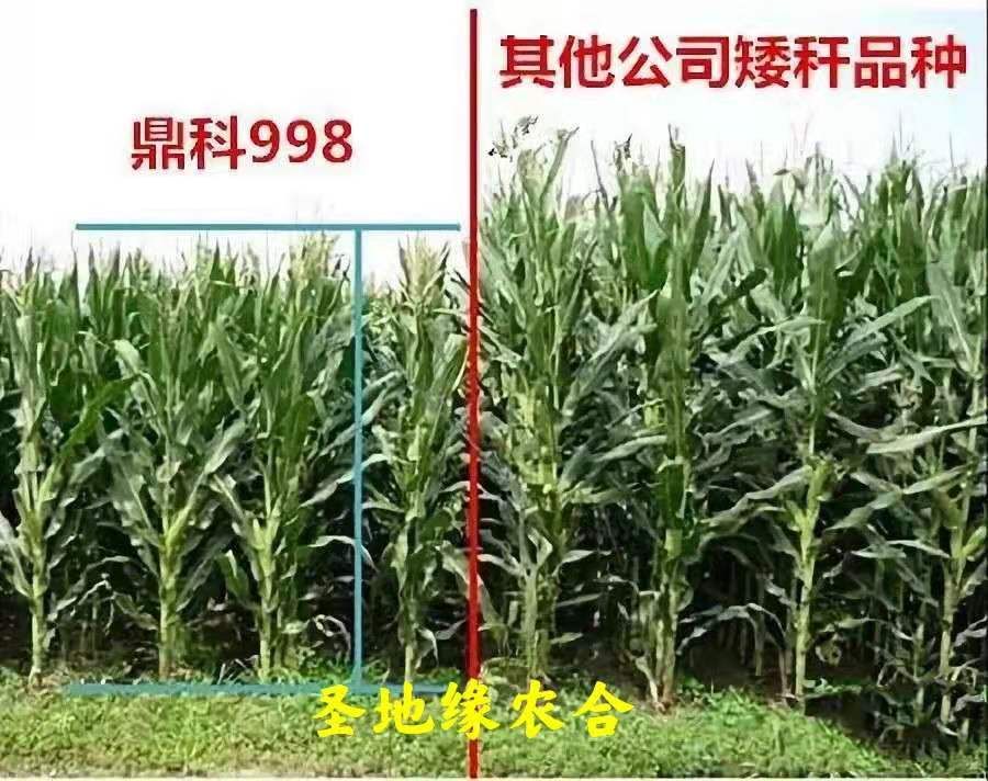 鼎科998奥原7号玉米种子高产矮杆密植抗病抗倒活杆成熟