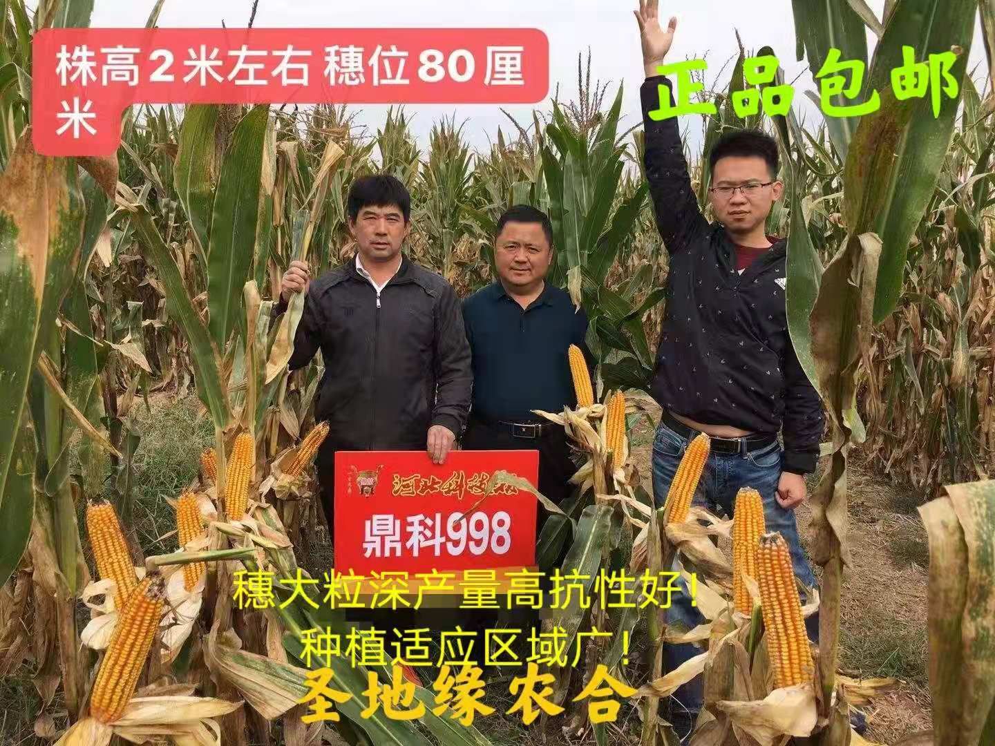 鼎科998奥原7号玉米种子高产矮杆密植抗病抗倒活杆成熟