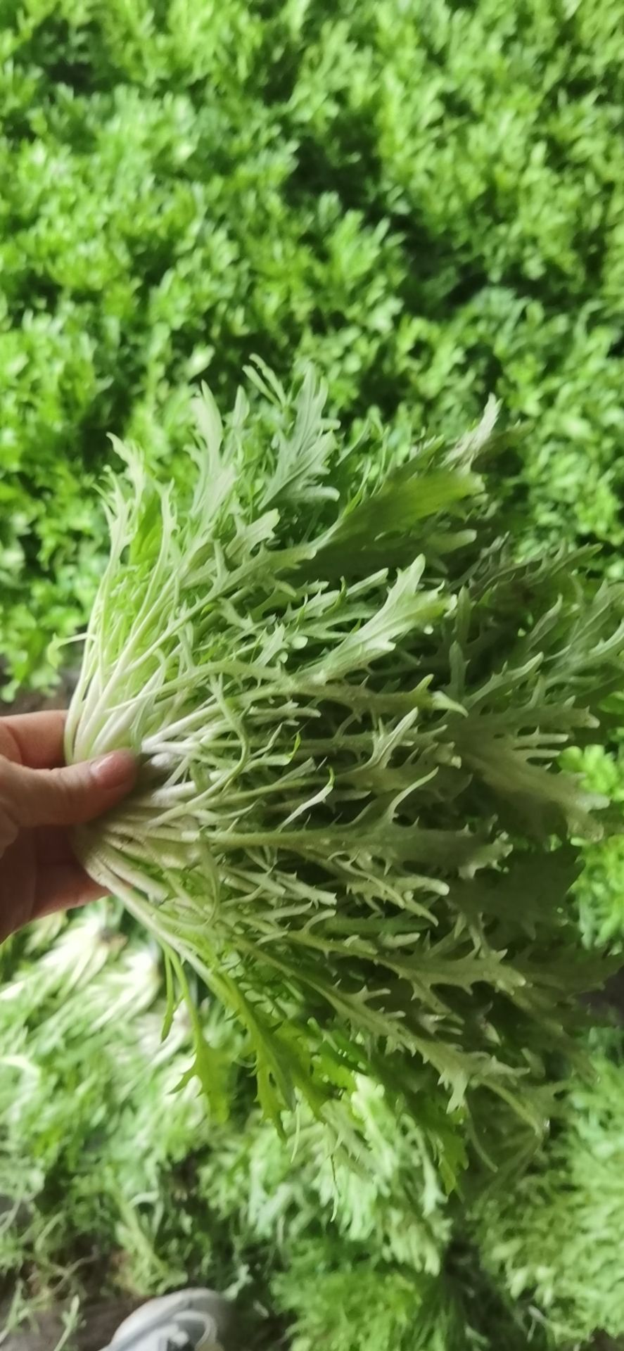 苦荬菜