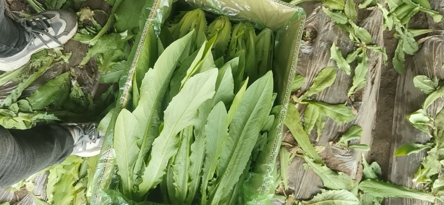 苦荬菜