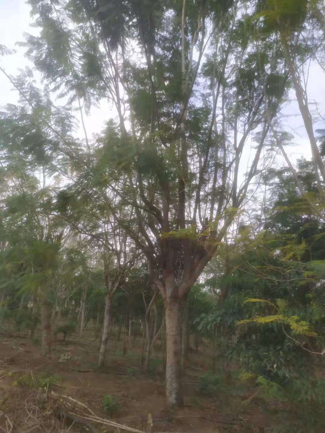 [丛生蓝花楹批发]丛生蓝花楹 蓝花楹价格200元/棵