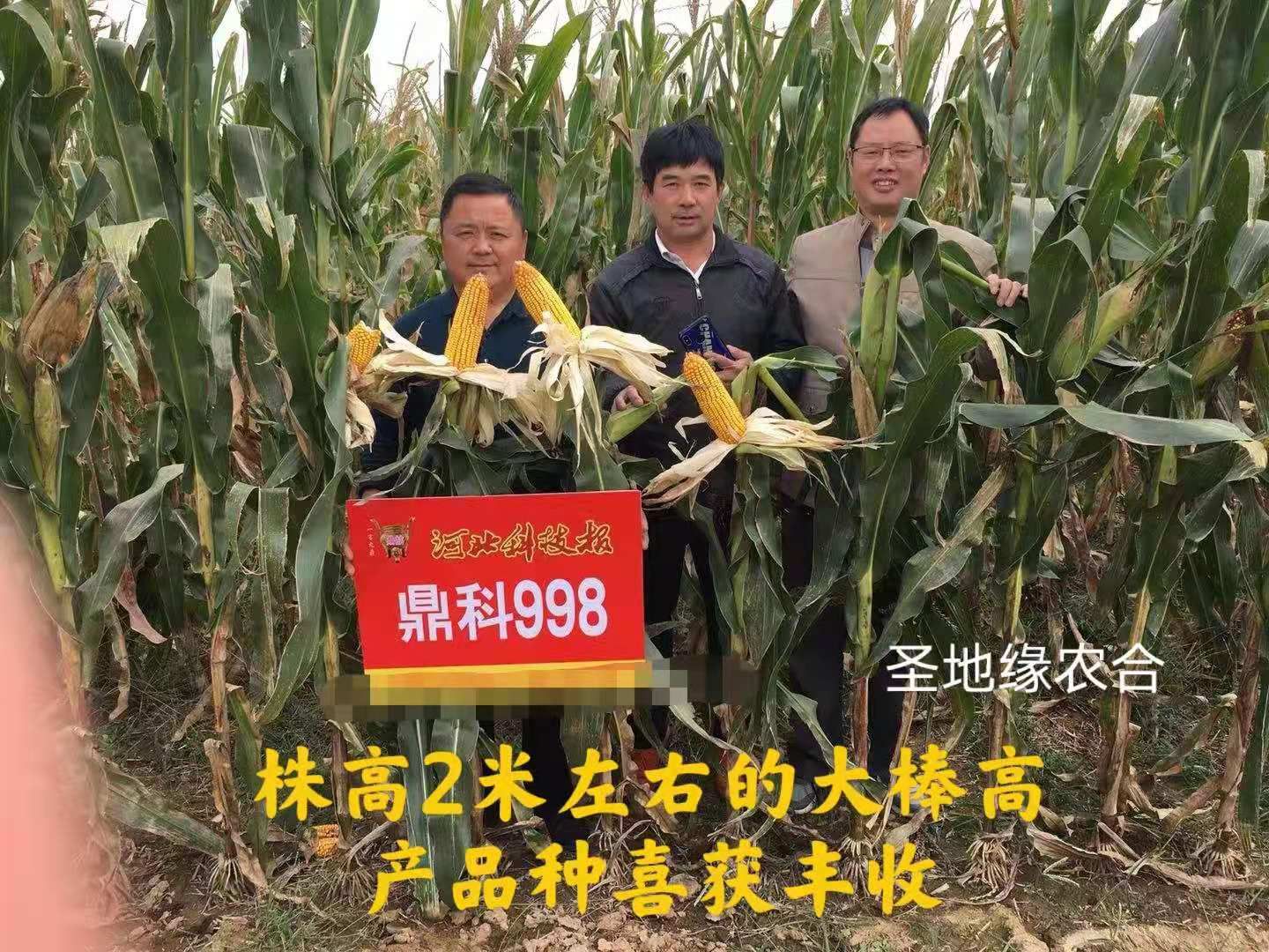 鼎科998奥原7号玉米种子高产矮杆密植抗病抗倒活杆成熟