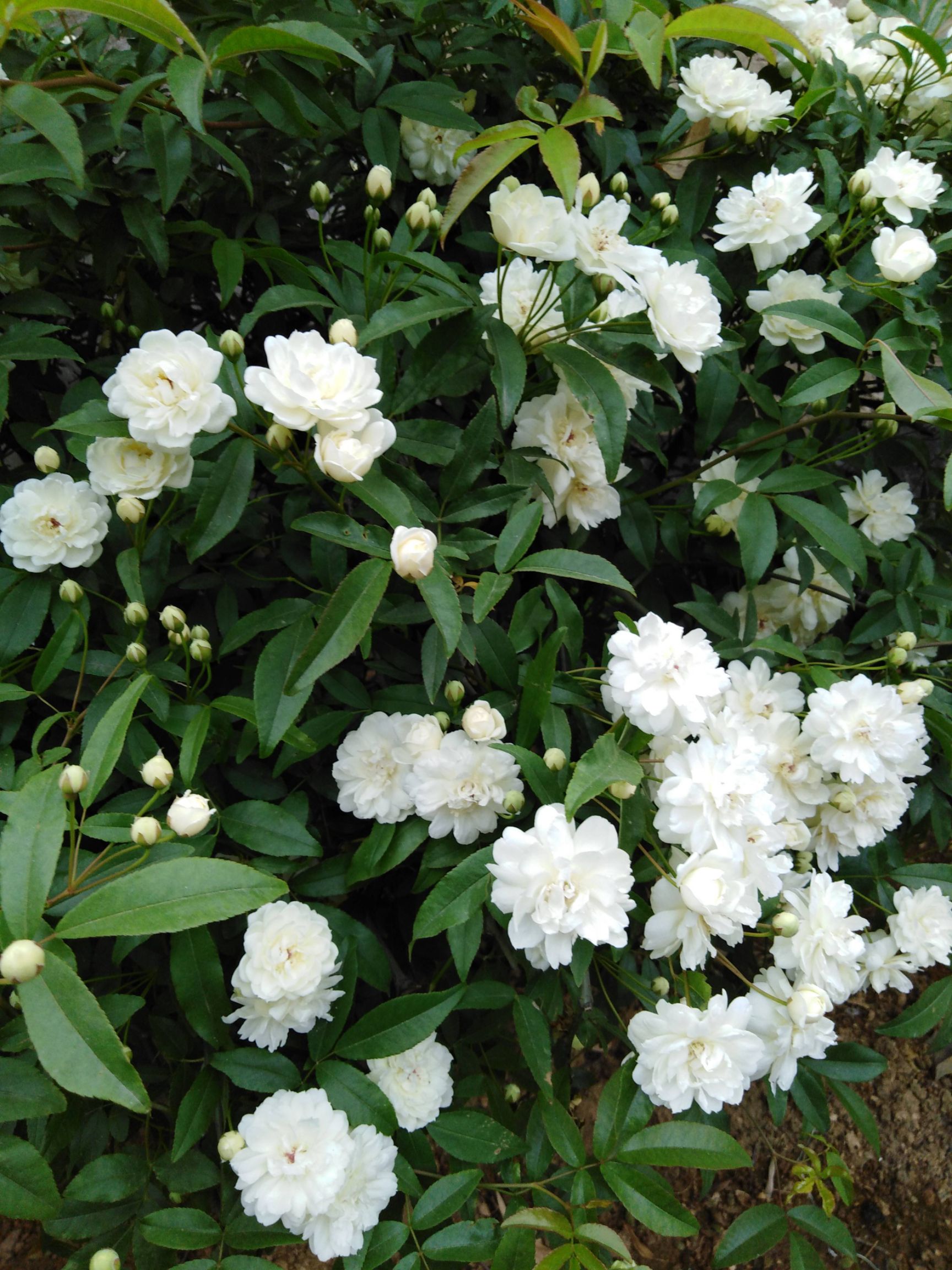 木香花 四季攀爬的植物香味浓颜色有大红白色黄色带土球发货