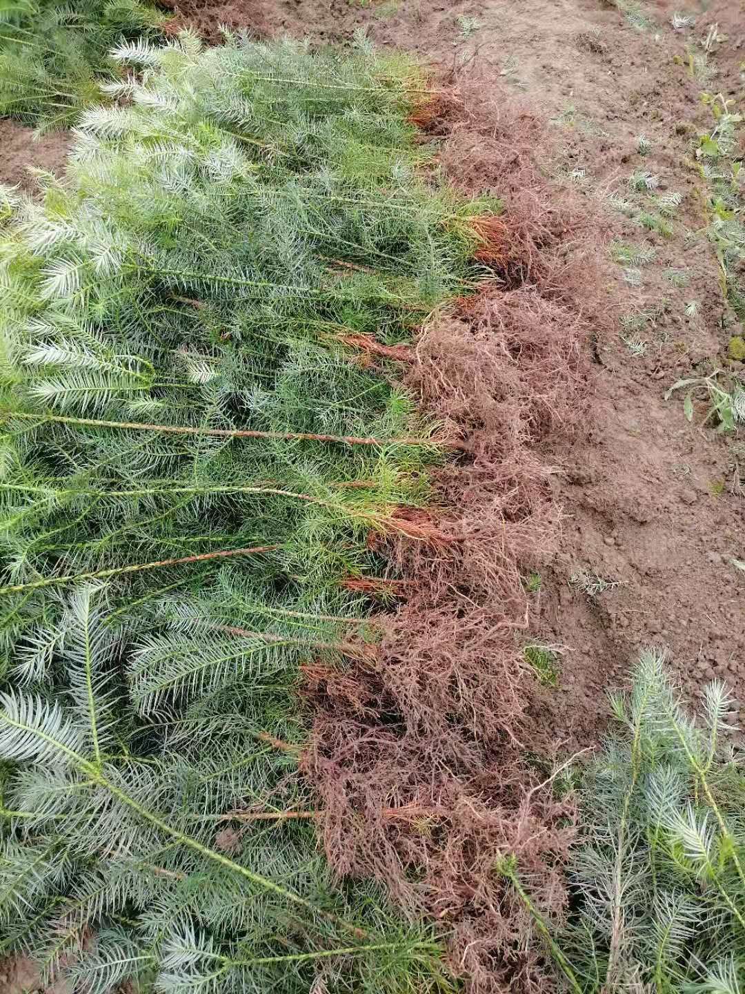 [杉木树苗批发]杉木树苗 良种速生杉苗一年苗广东良种杉木苗价格0.