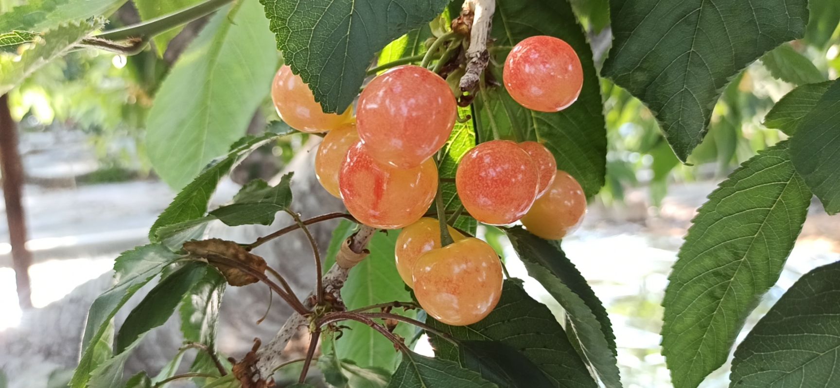 黄蜜樱桃  黄蜜,玻璃翠上市,口感甜爽多汁一级果 20.