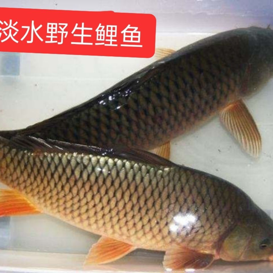 [黄鲤鱼批发]新鲜淡水鲤鱼,大鲤鱼鲤鱼红尾鲤鱼黄鲤鱼