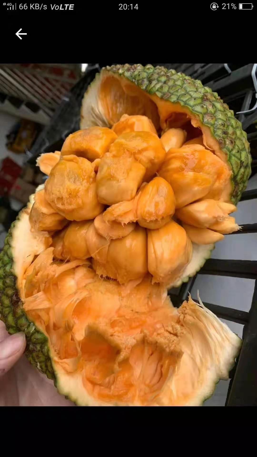 榴莲蜜树苗 红肉榴莲蜜果苗