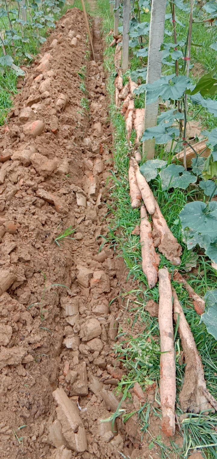 淮山药茂名特产正宗高州红苗深薯