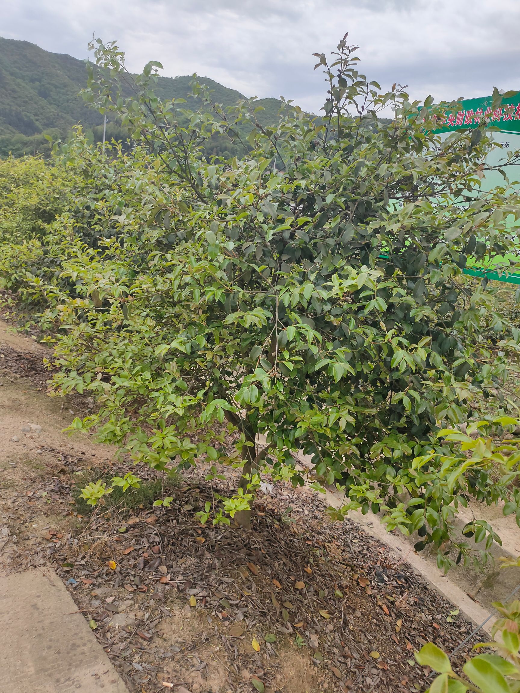 大果红花油茶 油茶树幅宽150,高度120以上