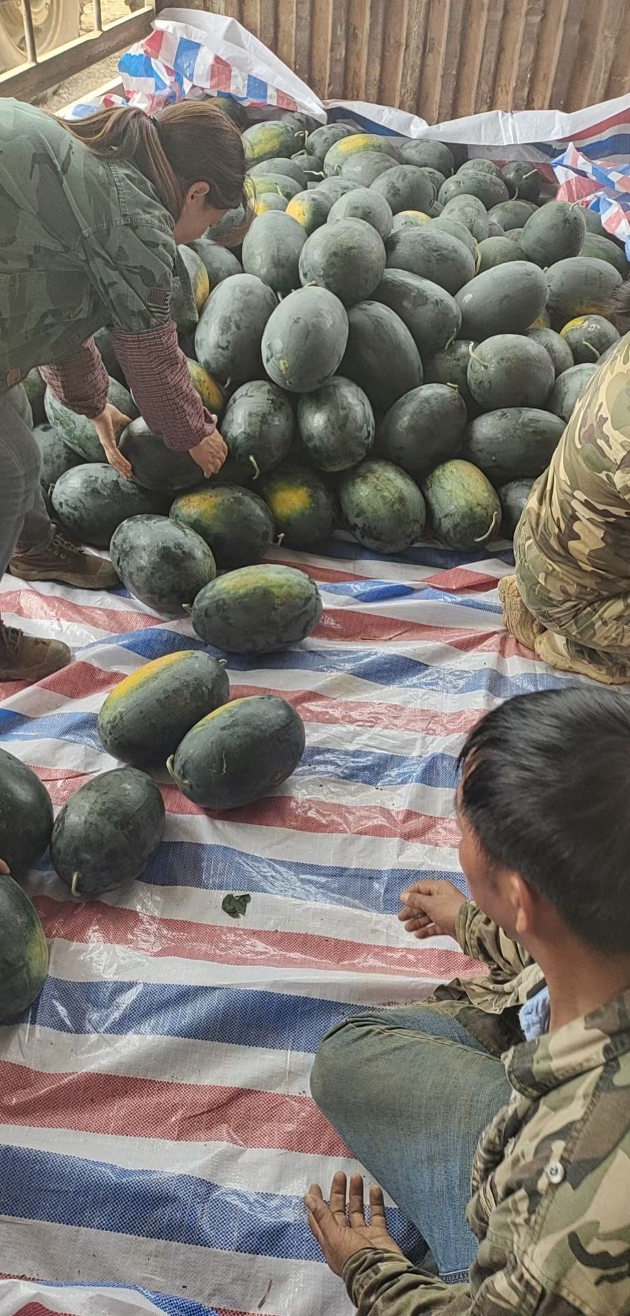 黑美人西瓜广西壮族自治区崇左市扶绥县1茬特级