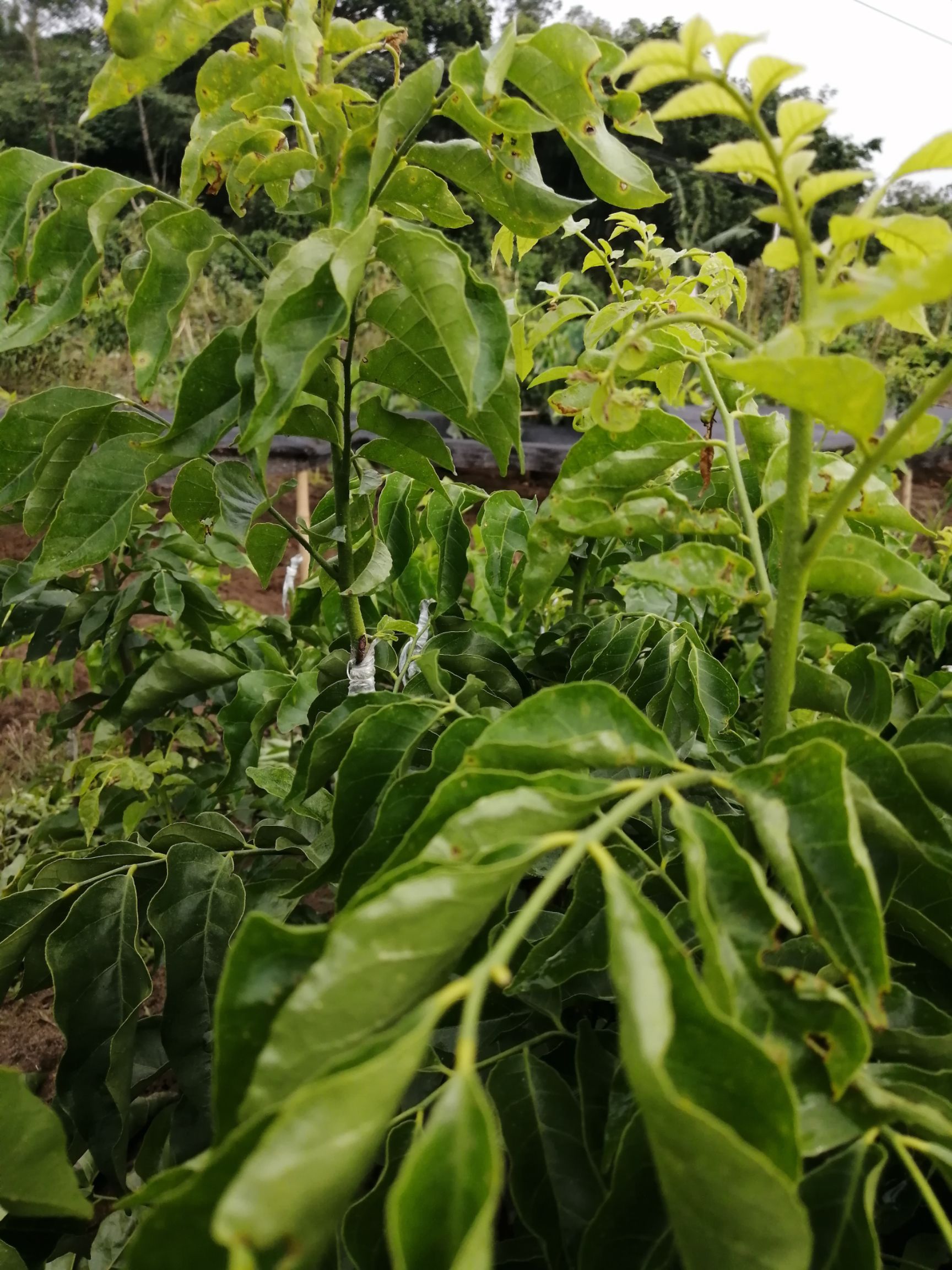 香蜜黄皮苗 桂浦联成香蜜黄皮果:雨天不爆裂适合南北地方种植