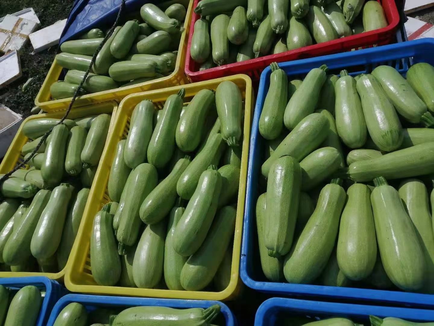 西葫芦 小瓜