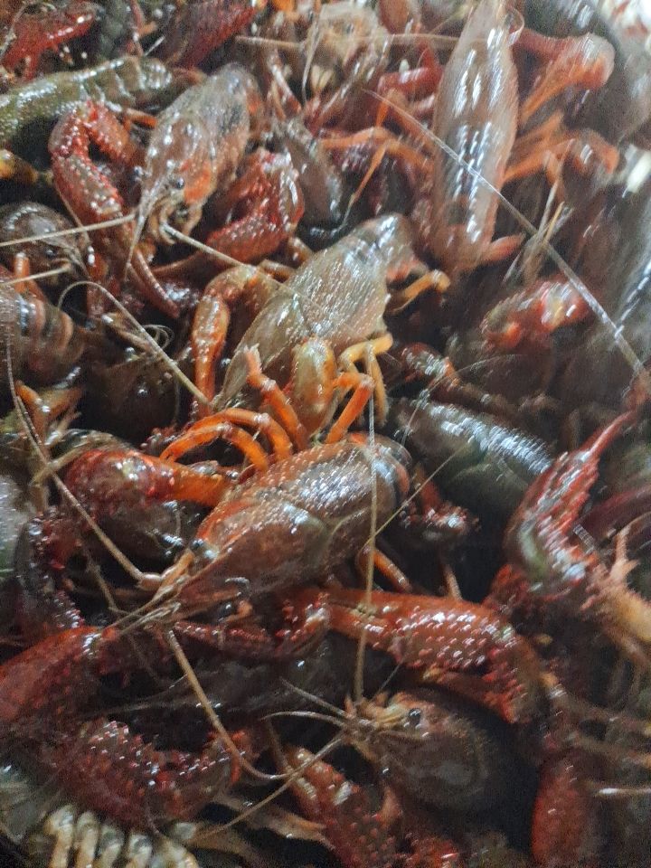 潜江市小龙虾