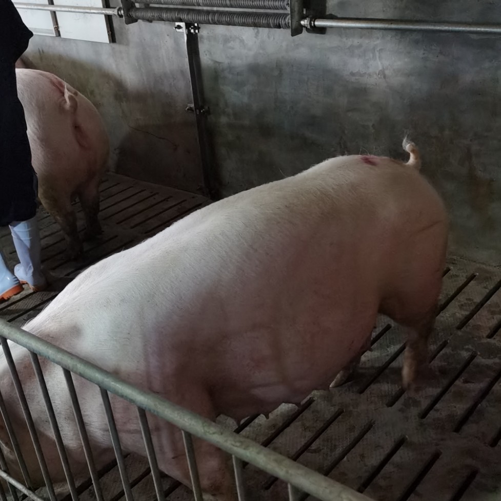 [长白猪批发]长白猪 长白大白怀孕母猪价格4500元/头 - 惠农网