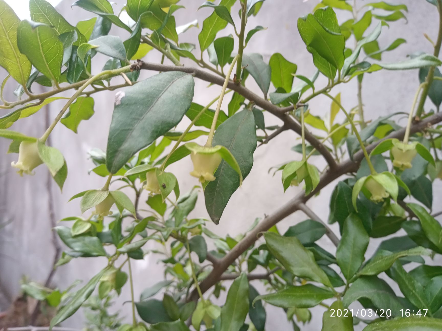 红芽金弹子,花量大果子多.