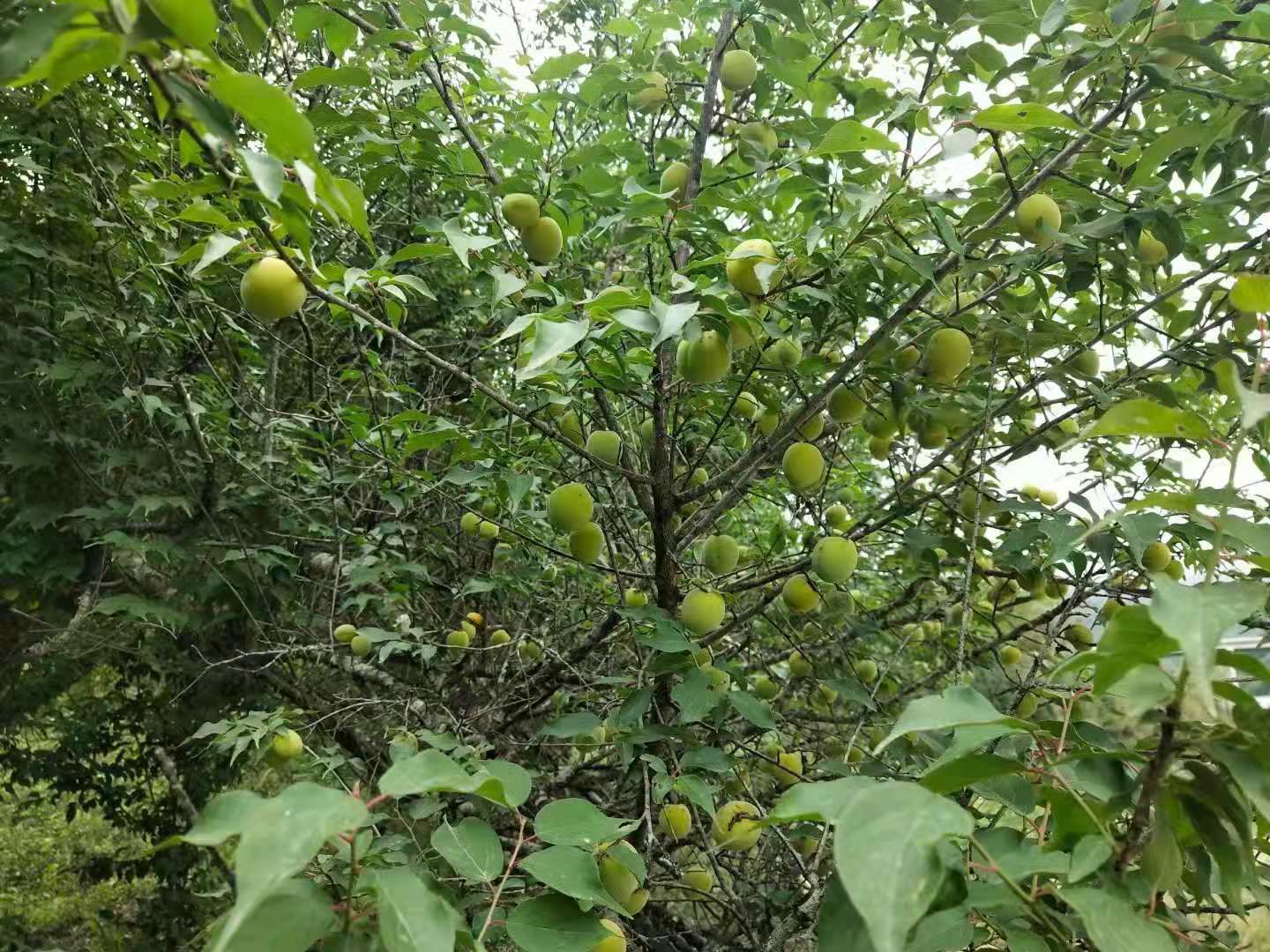 青梅果