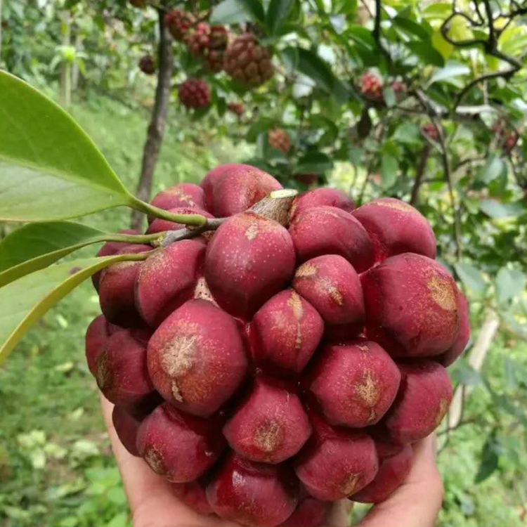 黑老虎苗 五味子黑老虎树苗血藤水果爬藤酒饭团南北方种植当年结果