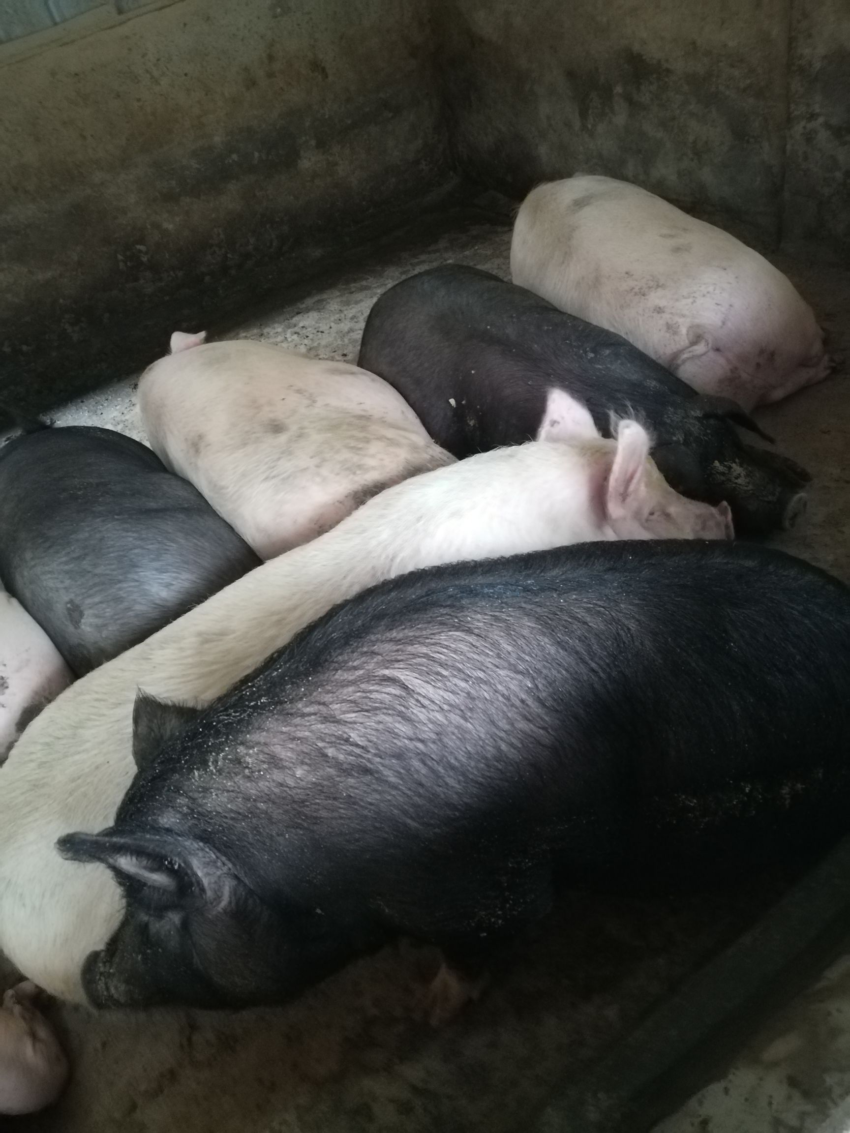 生猪农家自养大肥猪土杂熟食猪