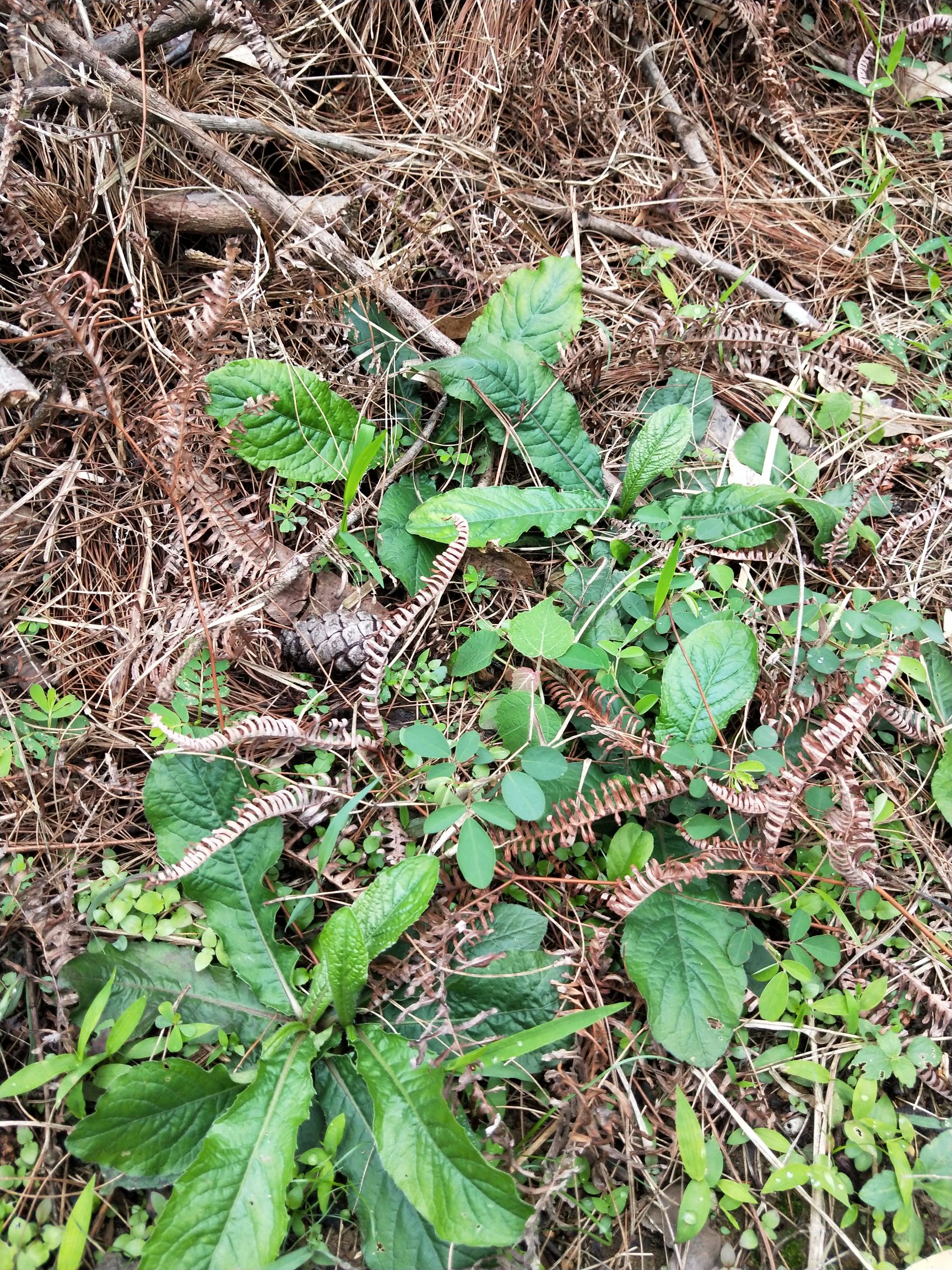 地胆草(鲜货)深山老林地胆草头