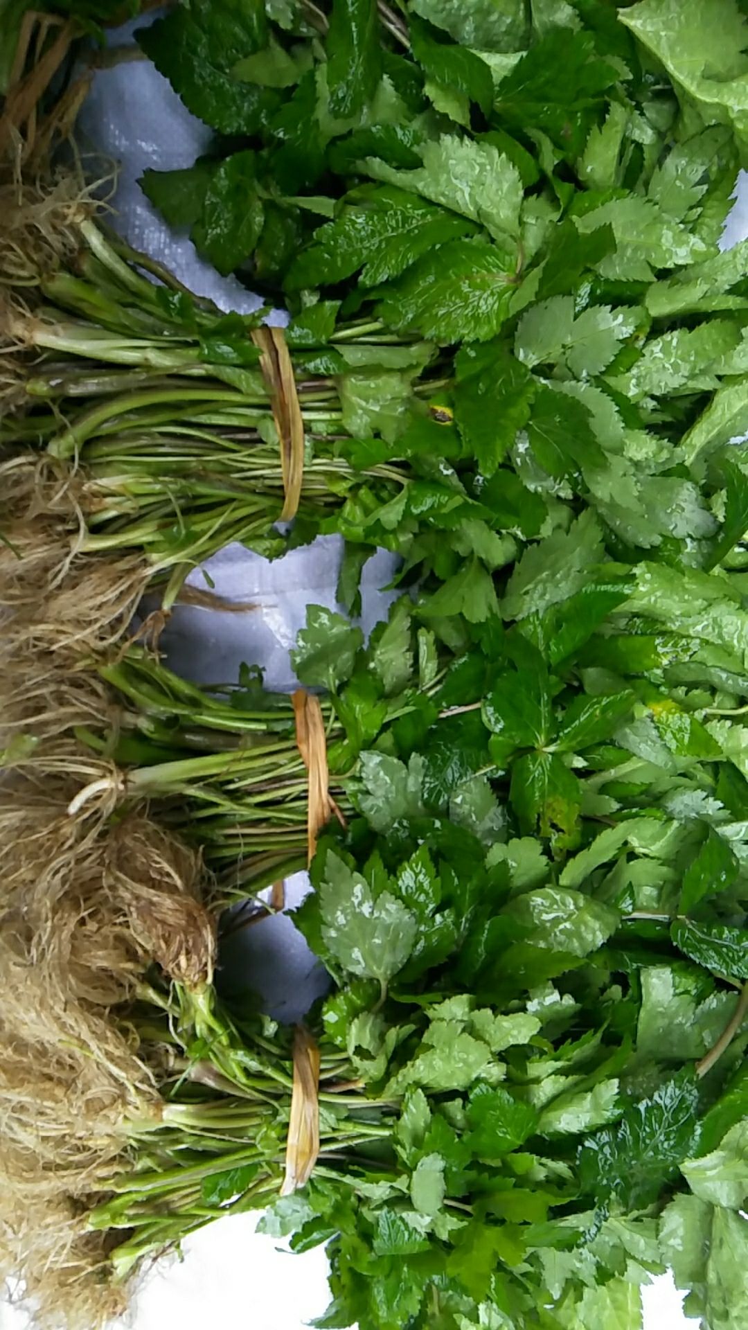 供应大厅  蔬菜 山野菜 收藏 分享