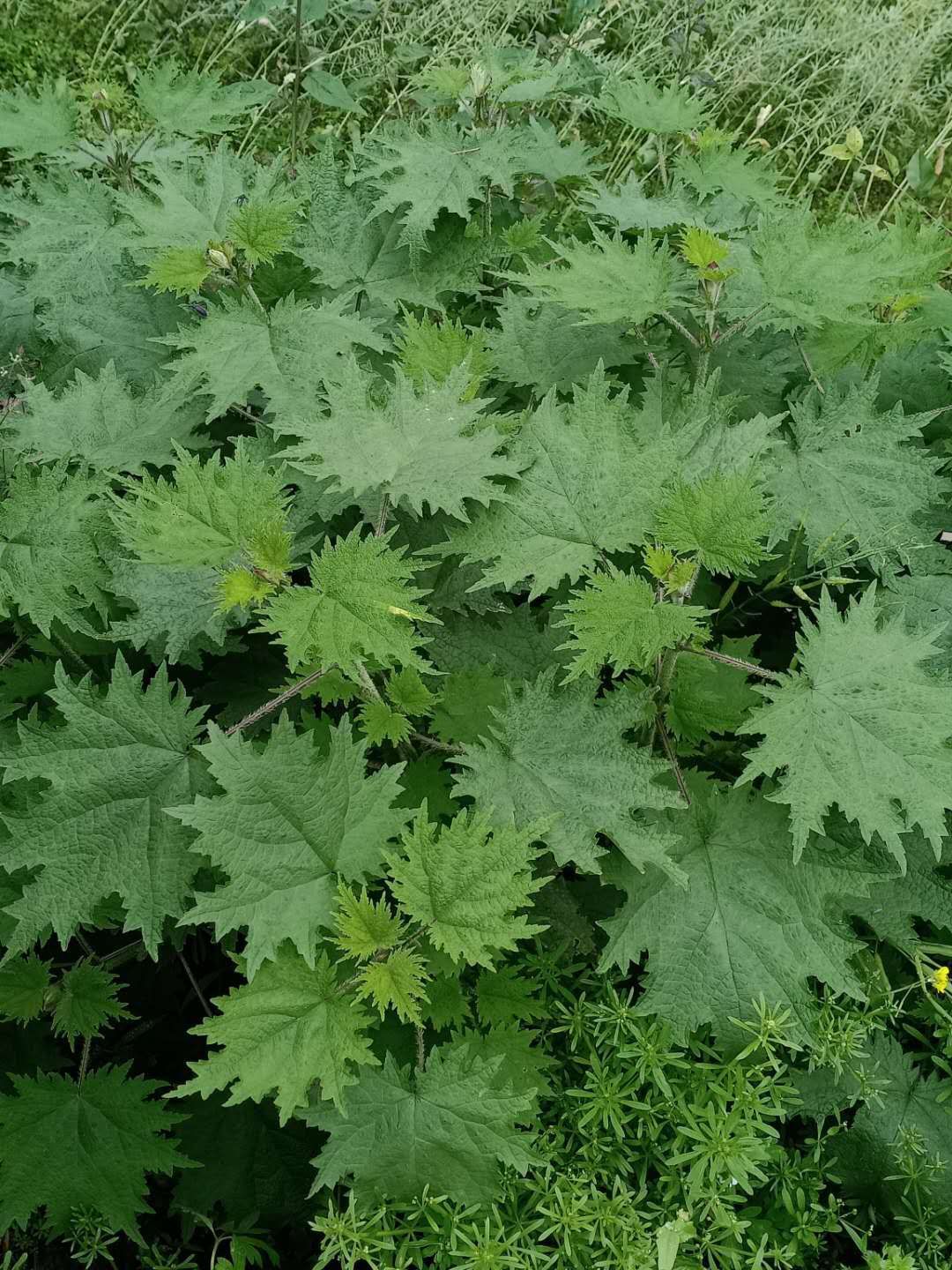 鲜荨麻草