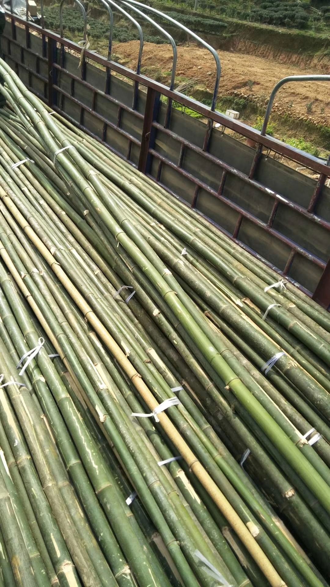 排山竹 外架排山篙竹八米标准竹子