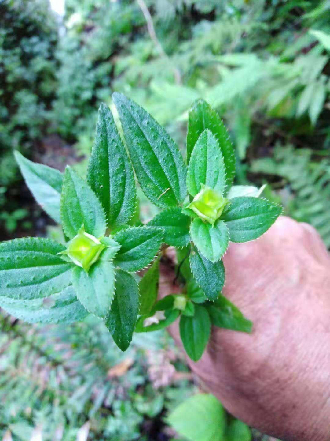 风柜斗草