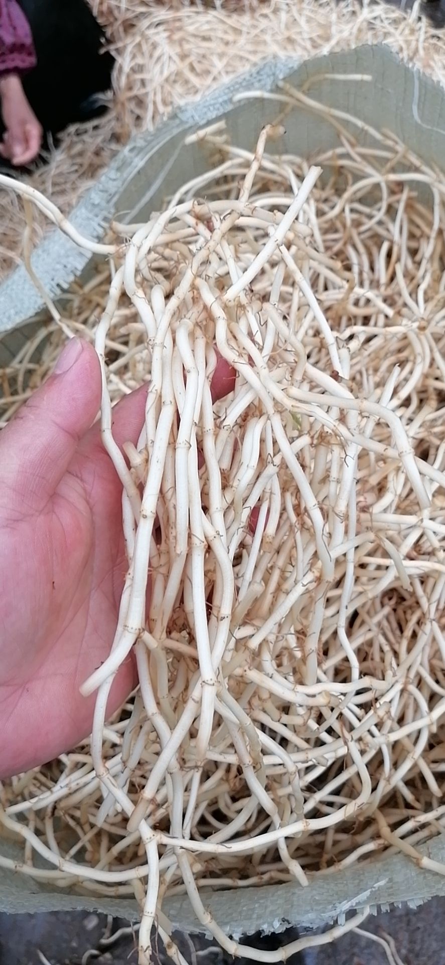 白茎鱼腥草 鱼腥草,白茎