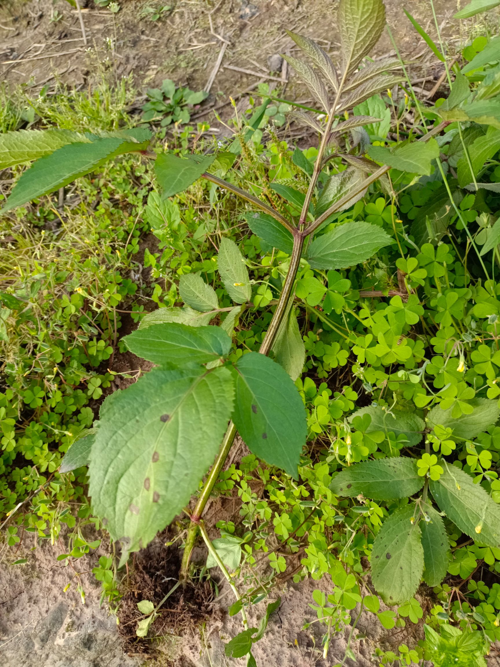 接骨草,农户采挖