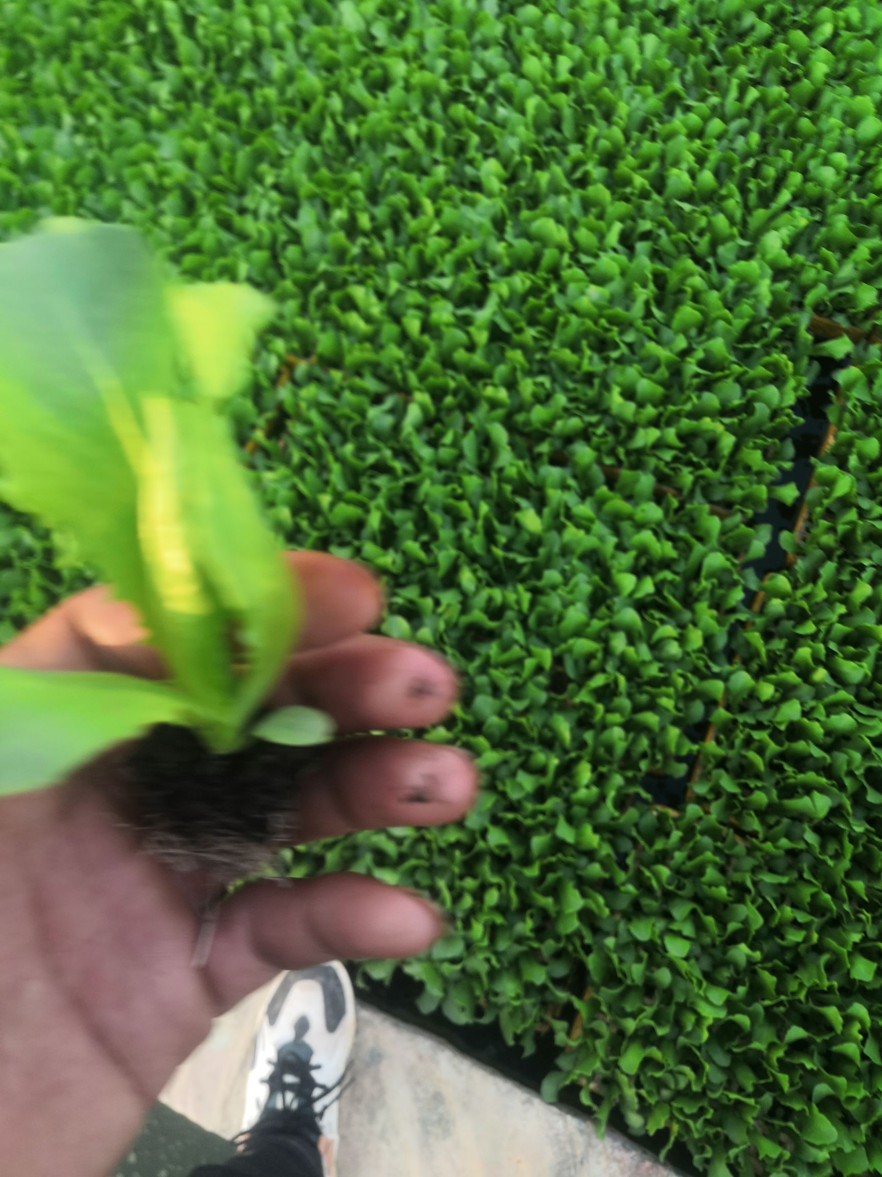结球生菜苗,意大利生菜苗,茶氏育苗基地常年供应各种各样生菜苗