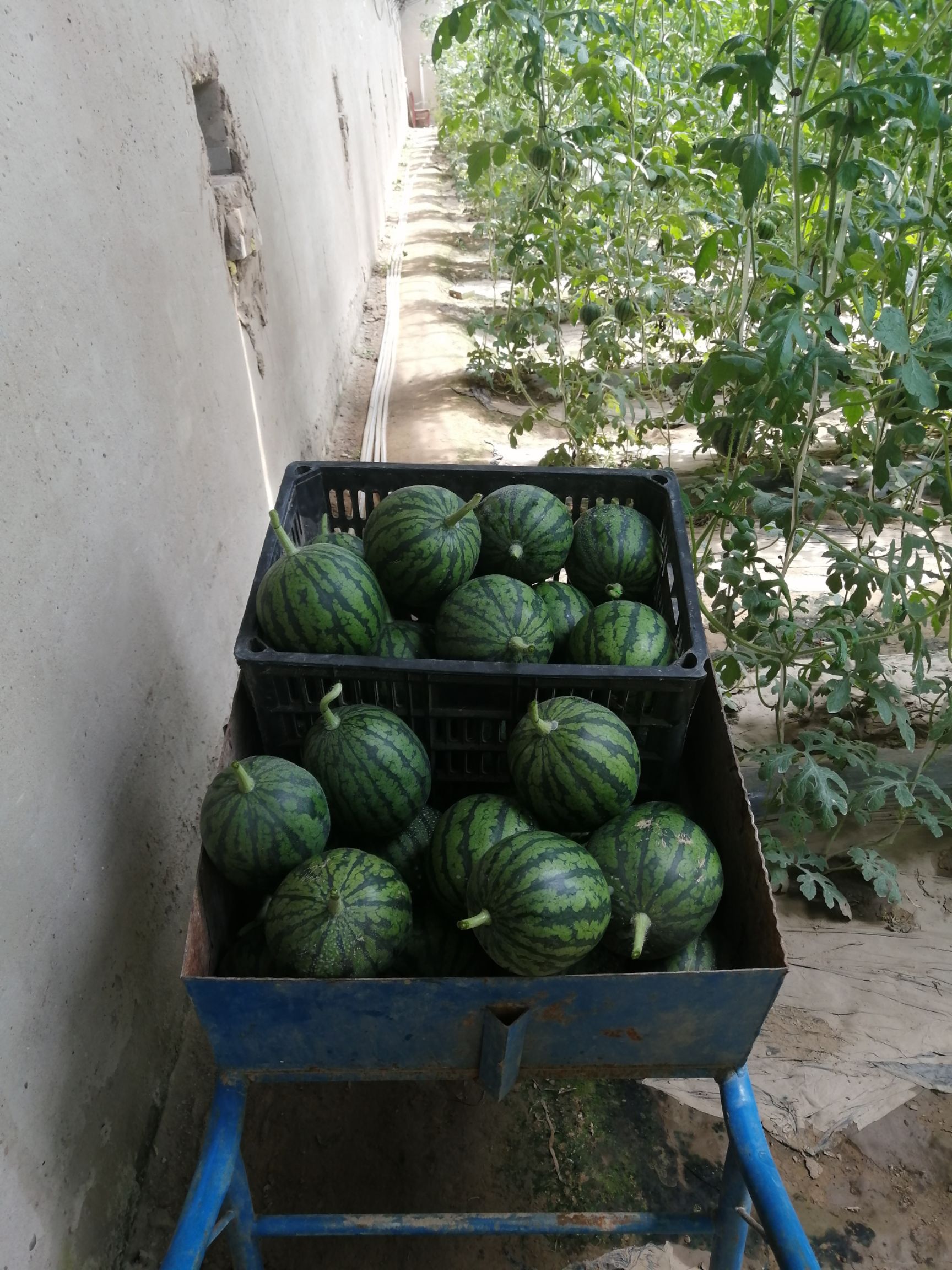 庞各庄袖珍西瓜