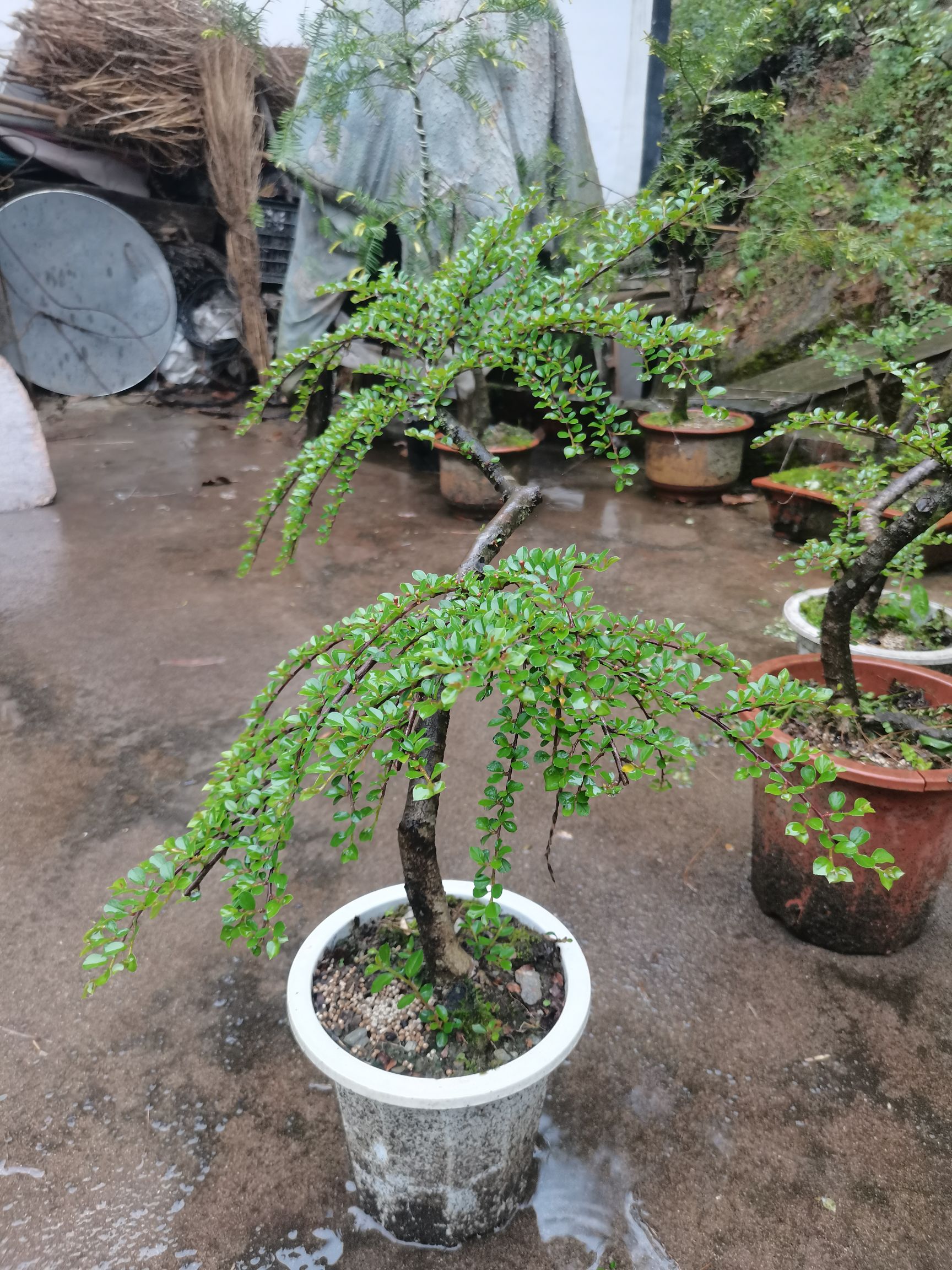 平枝栒子,红花荀子盆景,珍珠荀子,铺地蜈蚣,盆景绿植净化空气