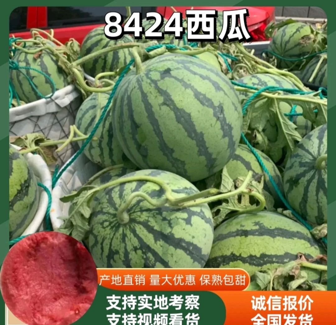 品种名:黑美人西瓜 产地:河南省商丘市夏邑县 采收批次:1茬