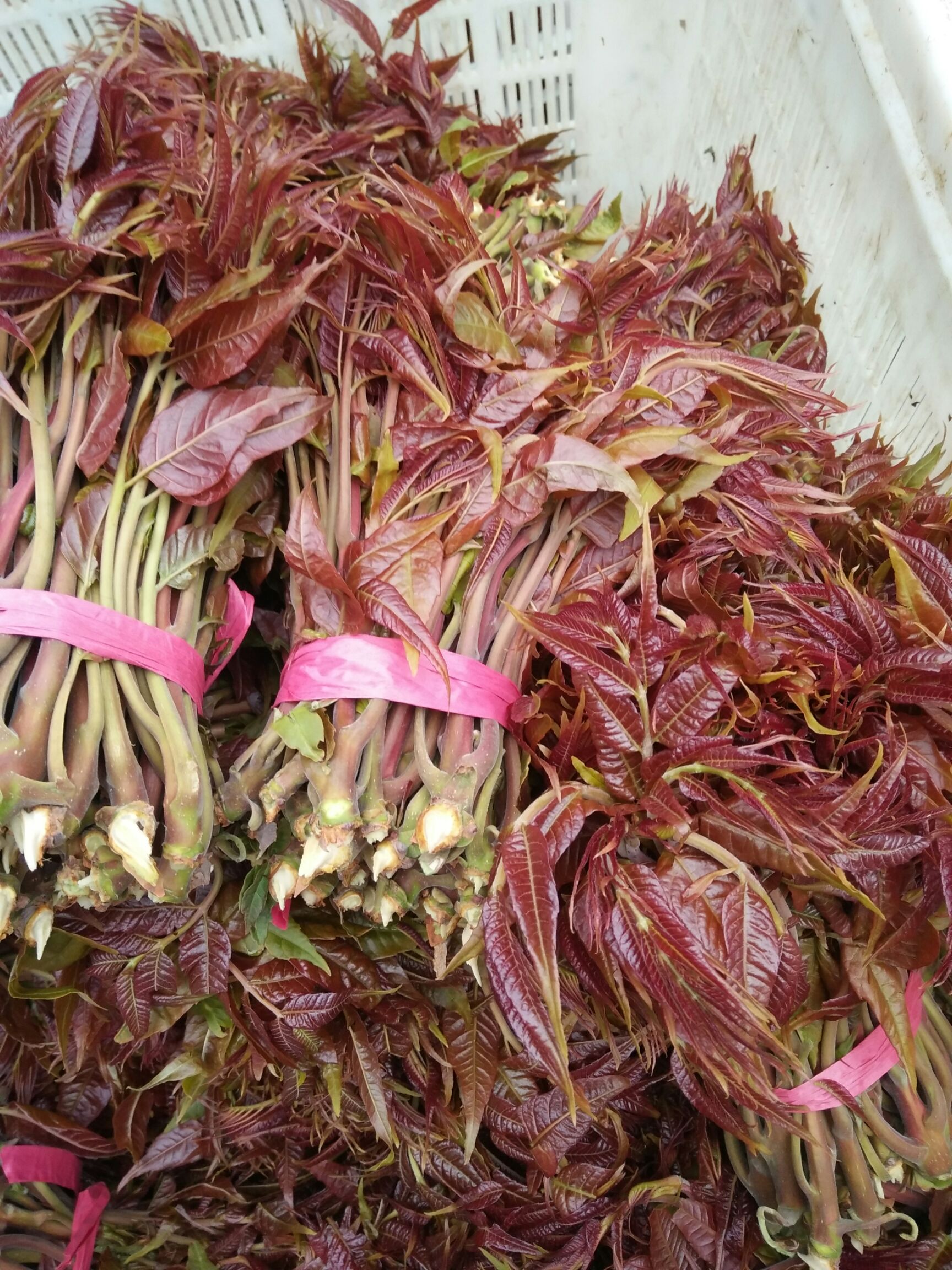 红油香椿 临朐县寺头镇露天红香椿芽大量现货精品二茬开始上市了