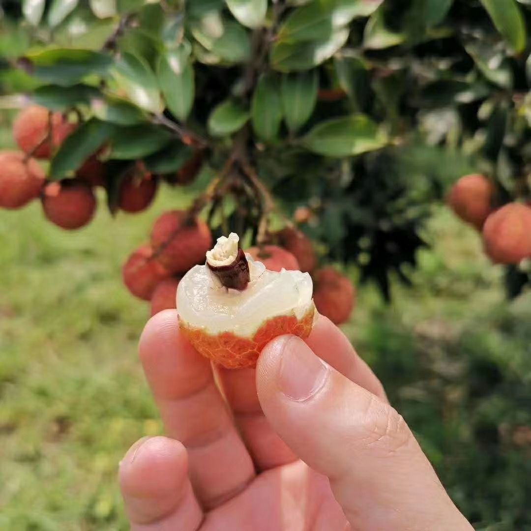 白糖罂荔枝 家乡荔枝